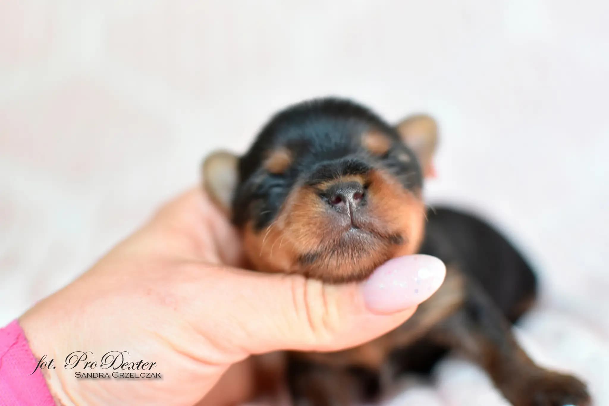 1 Valper - Yorkshire Terrier