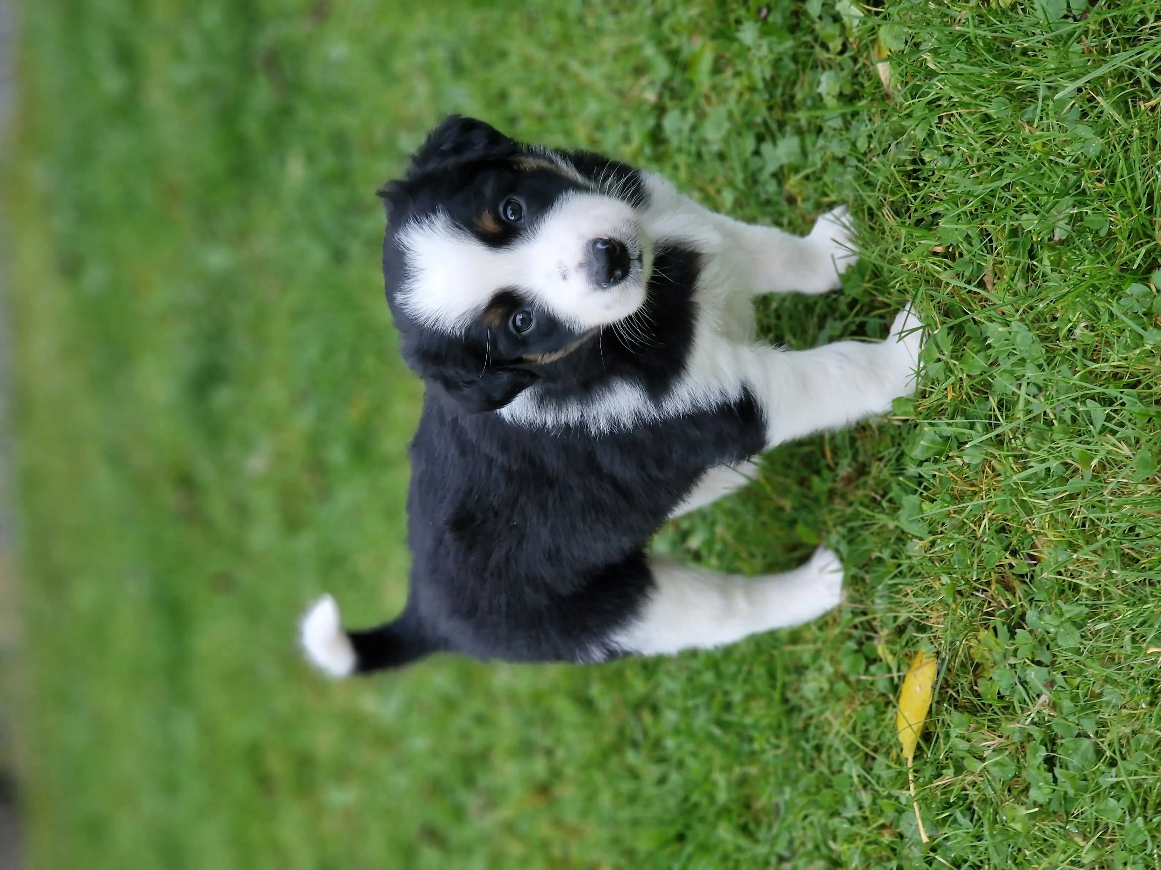 5 Valper - Border Collie