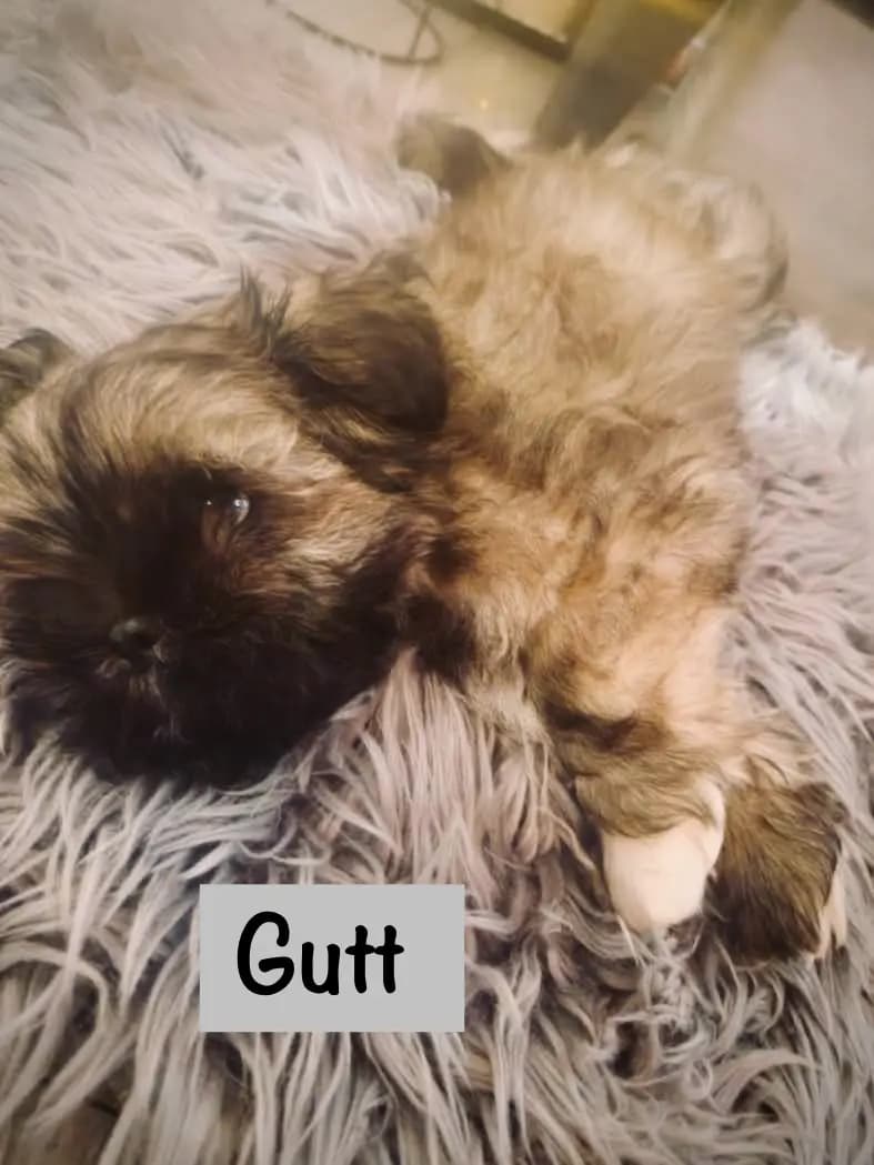 6 Valper - Lhasa Apso