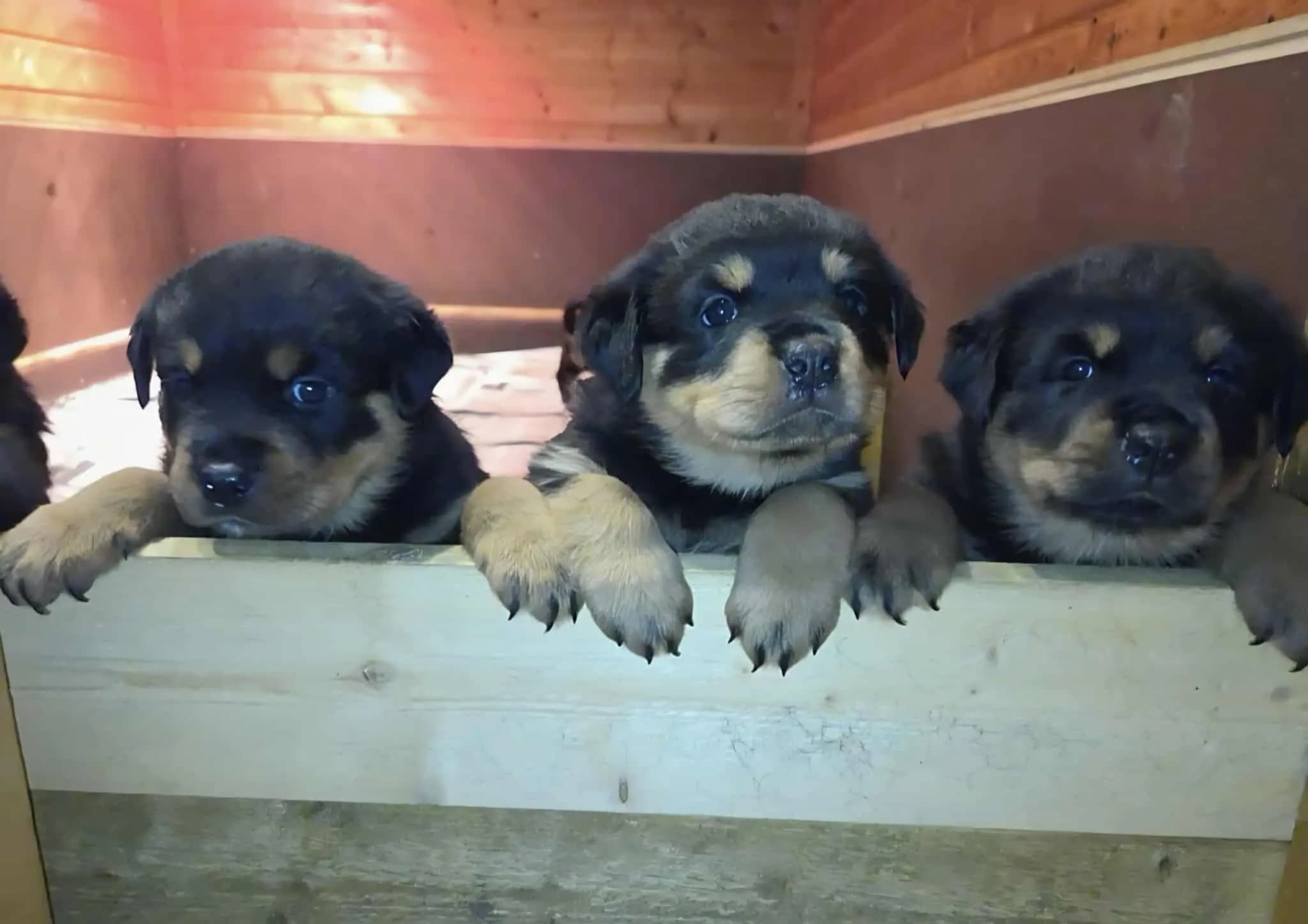 7 Valper - Rottweiler