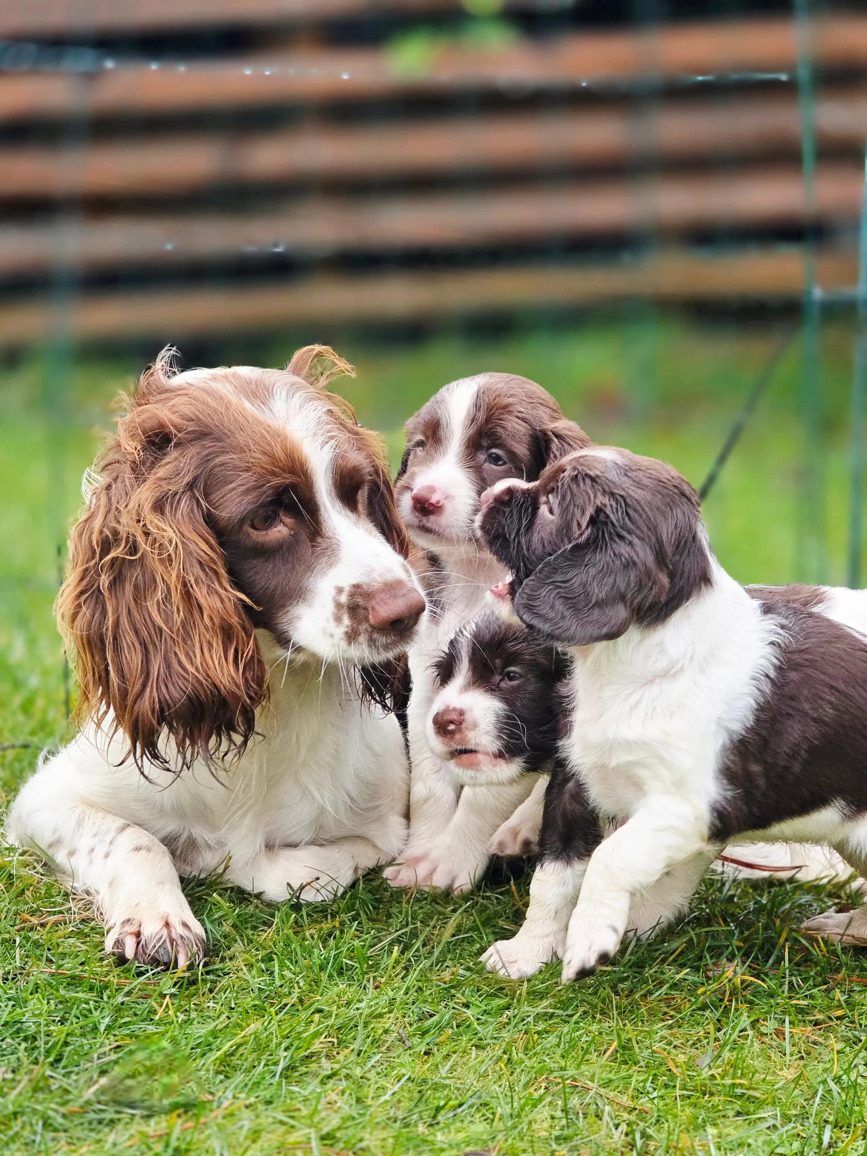 6 Valper - Engelsk Springer Spaniel