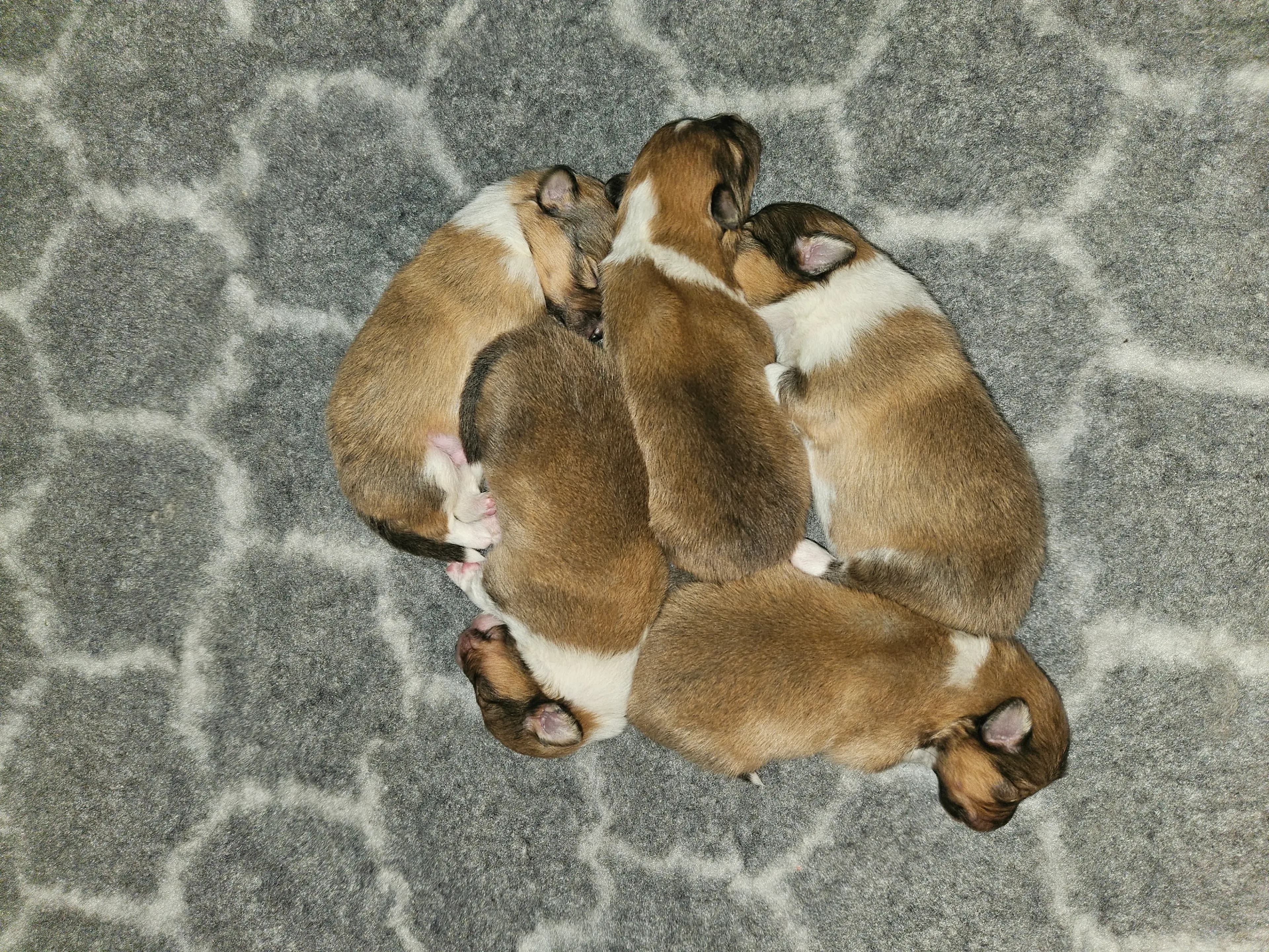 5 Valper - Shetland Sheepdog