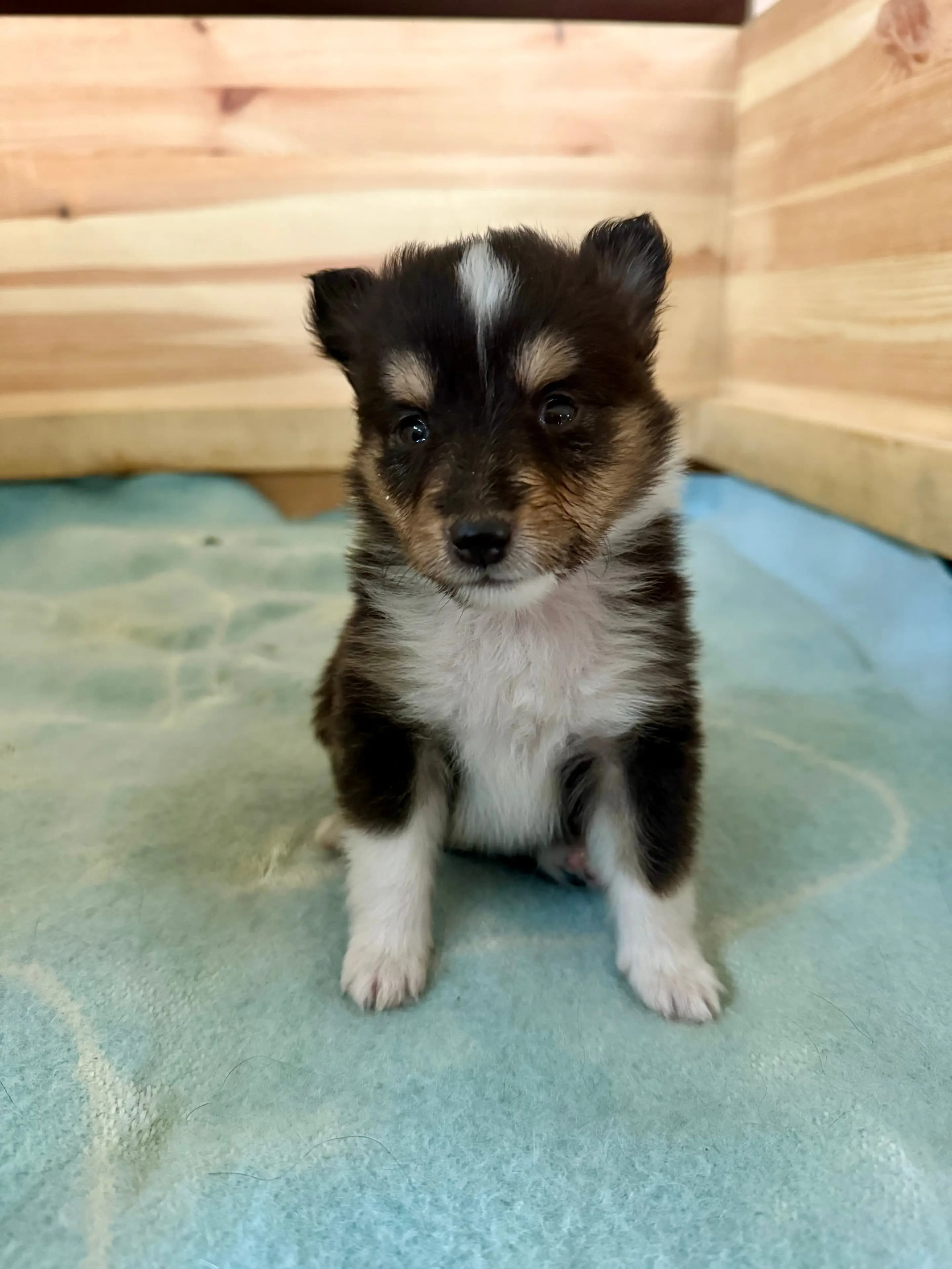 5 Valper - Shetland Sheepdog