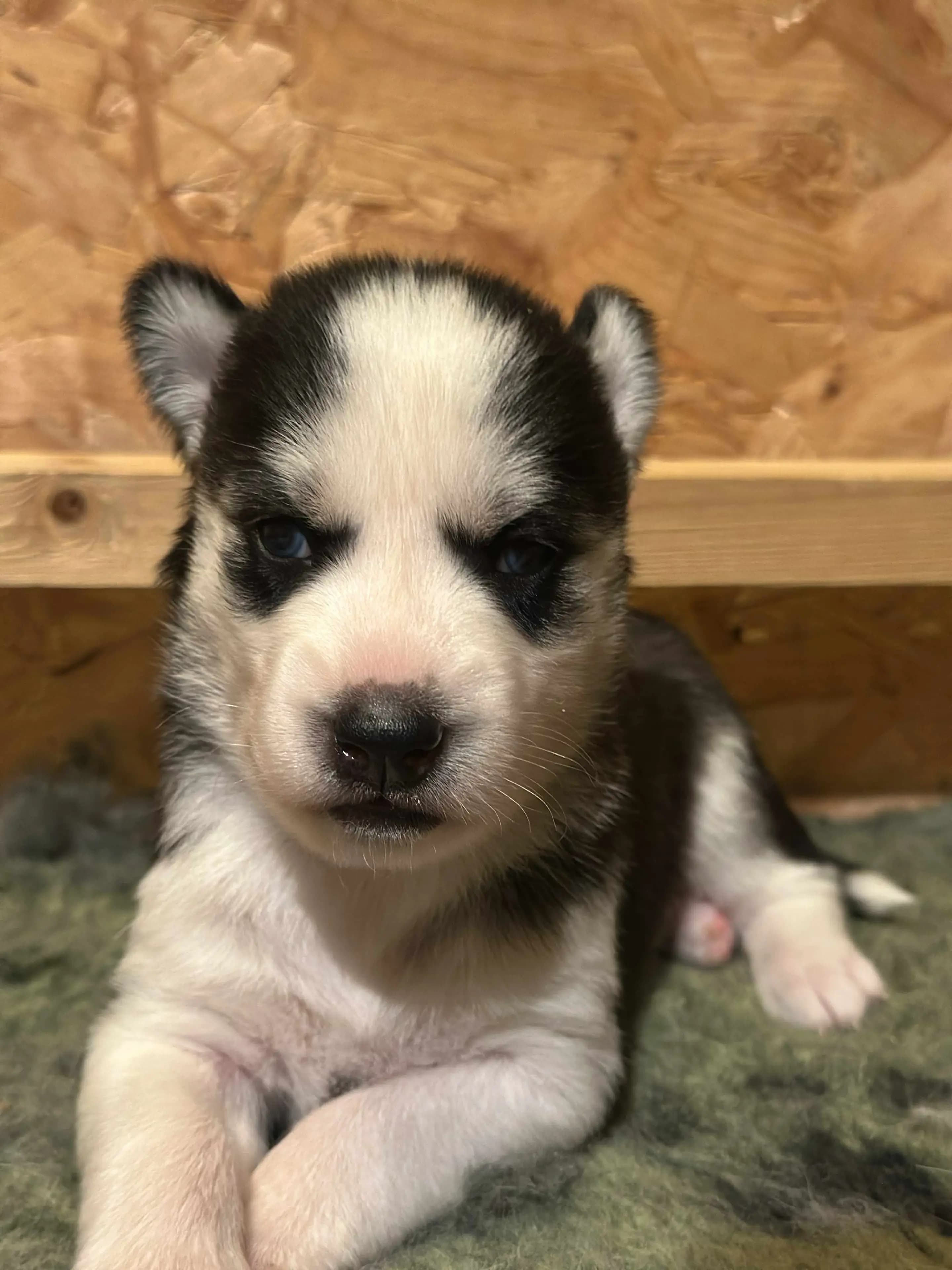 5 Valper - Siberian Husky