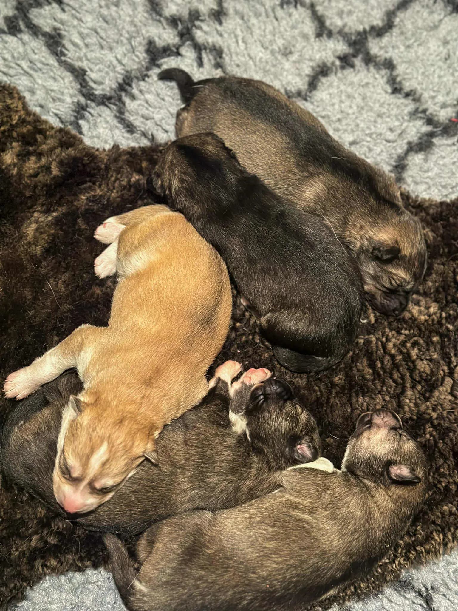 5 Valper - Siberian Husky