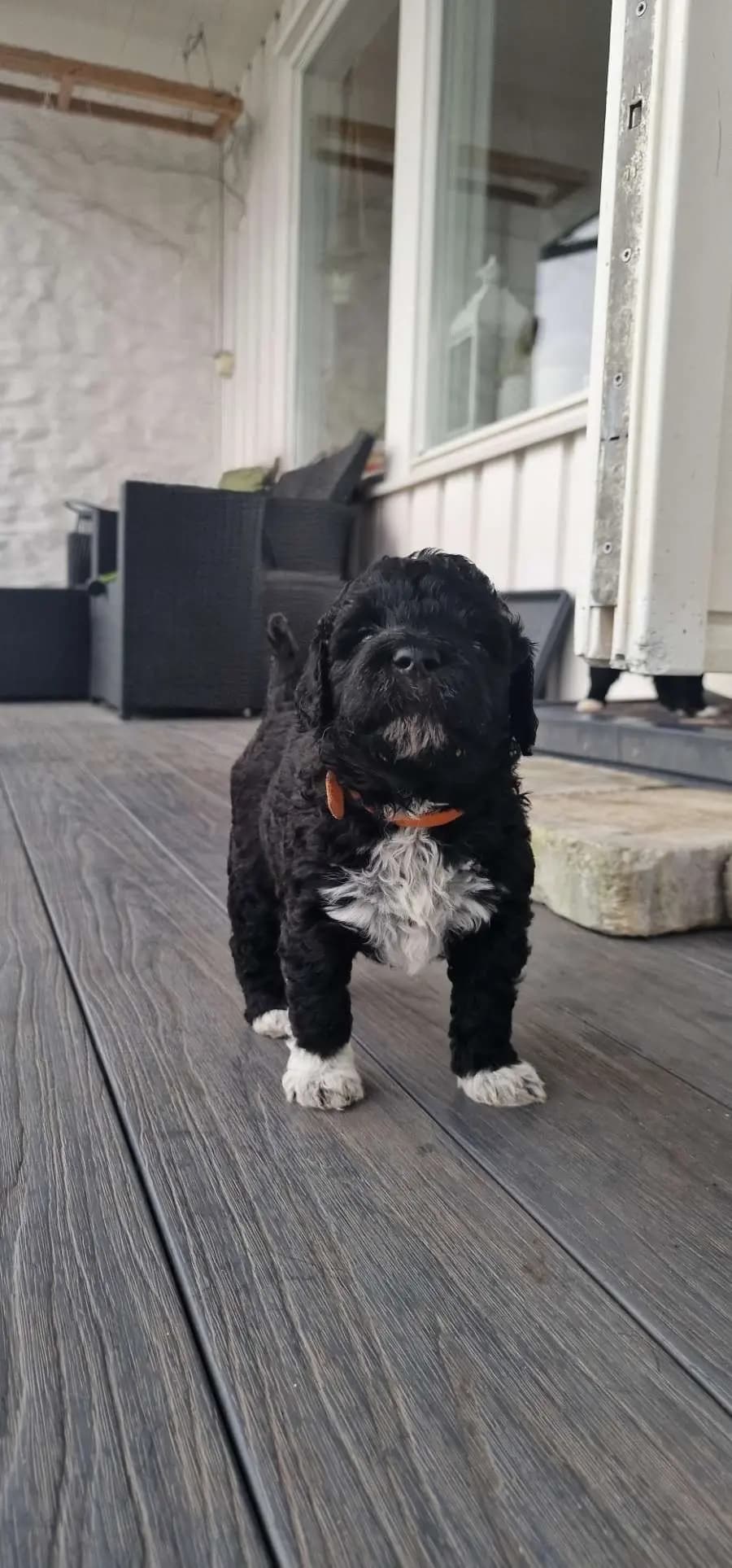 9 Valper - Portugisisk Vannhund