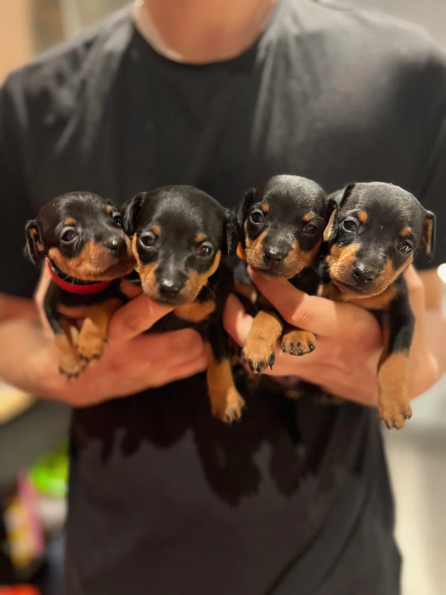 4 Valper - Dvergpinscher