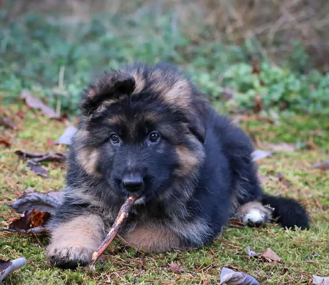 6 Valper - Schäferhund langhår