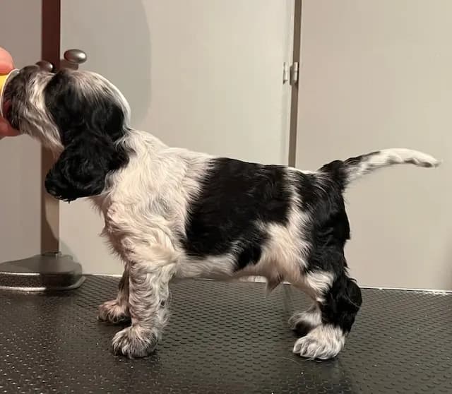 3 Valper - Cocker Spaniel
