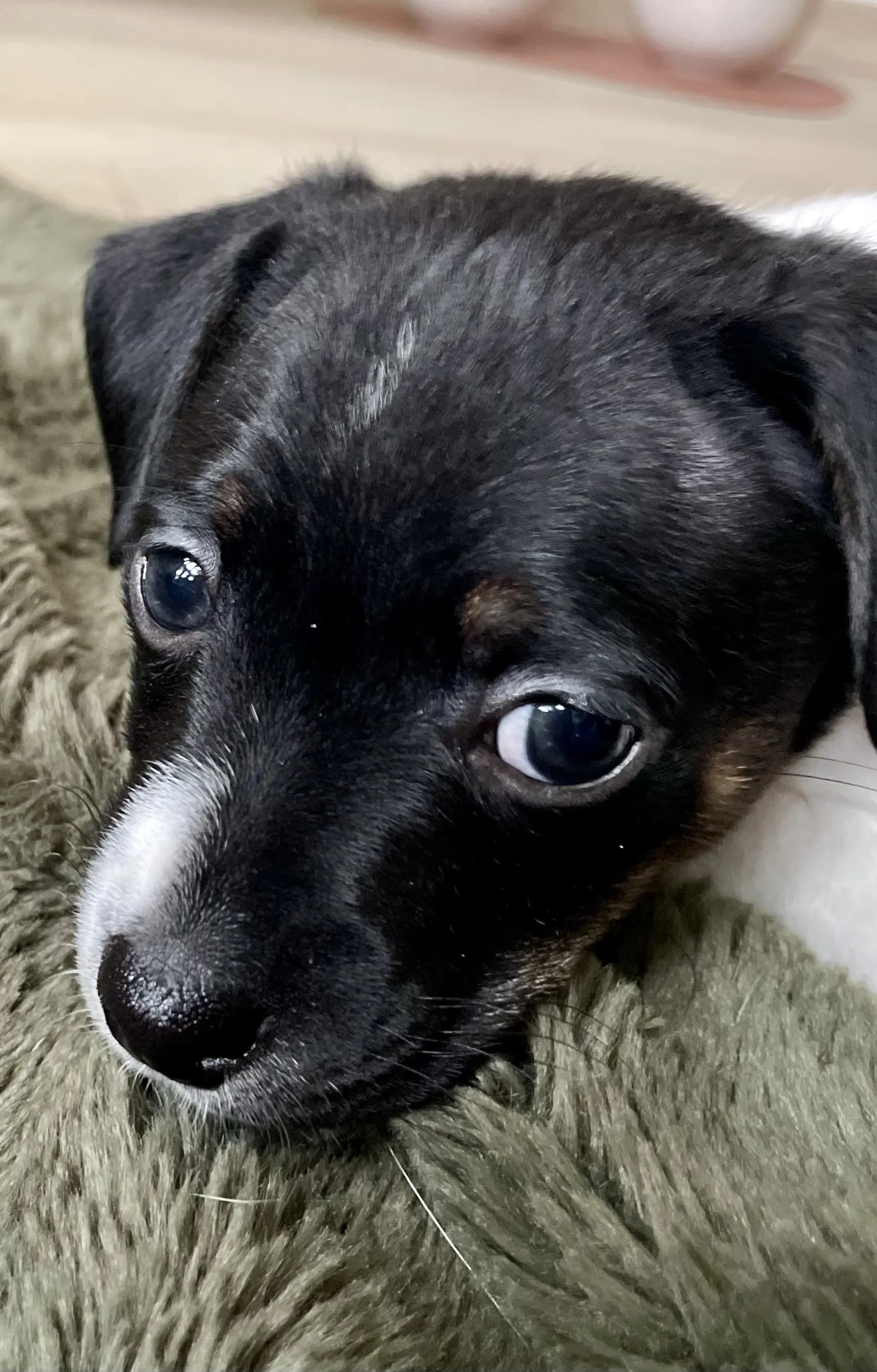 5 Valper - Dansk-svensk Gårdshund