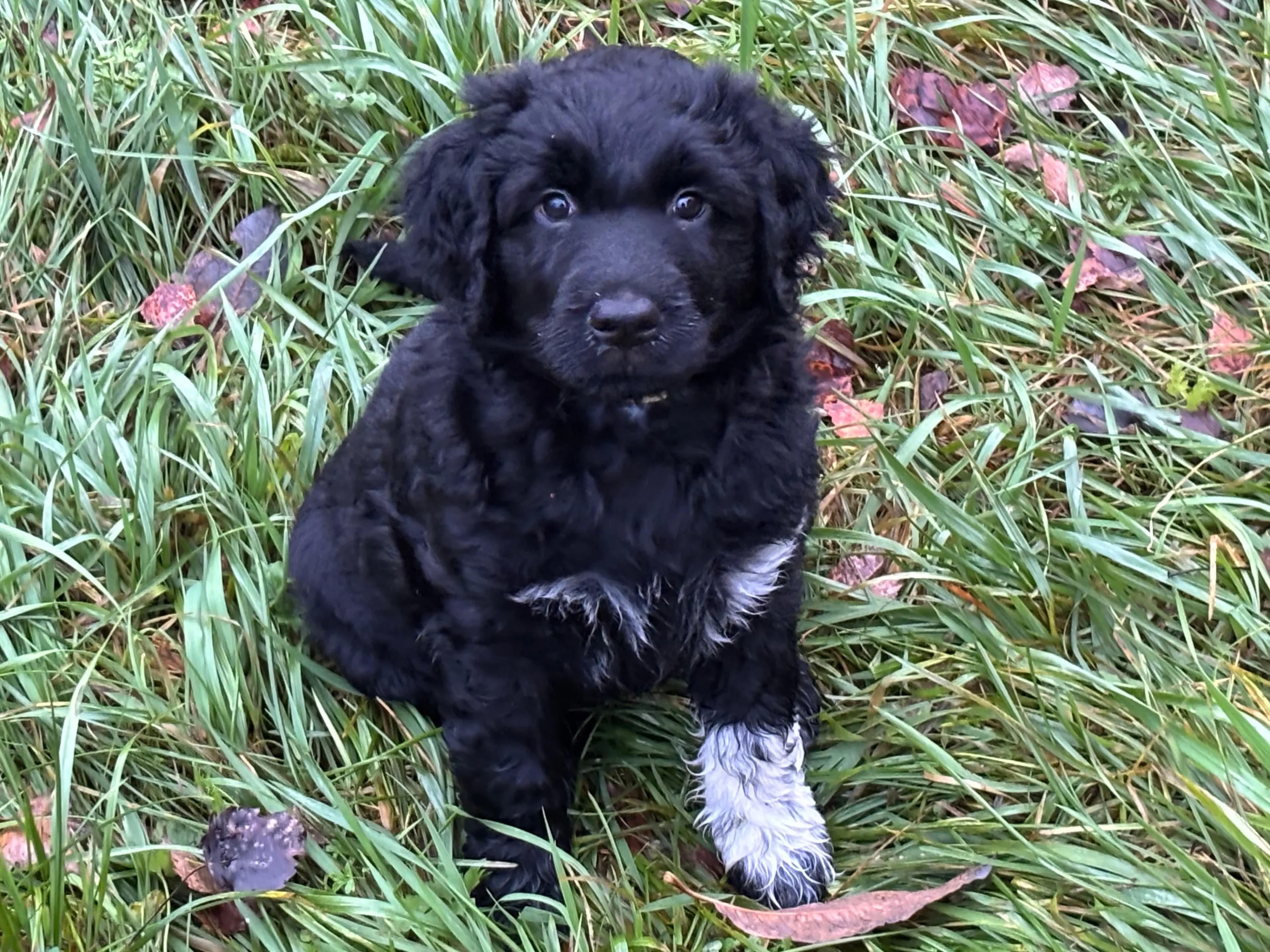 7 Valper - Portugisisk Vannhund