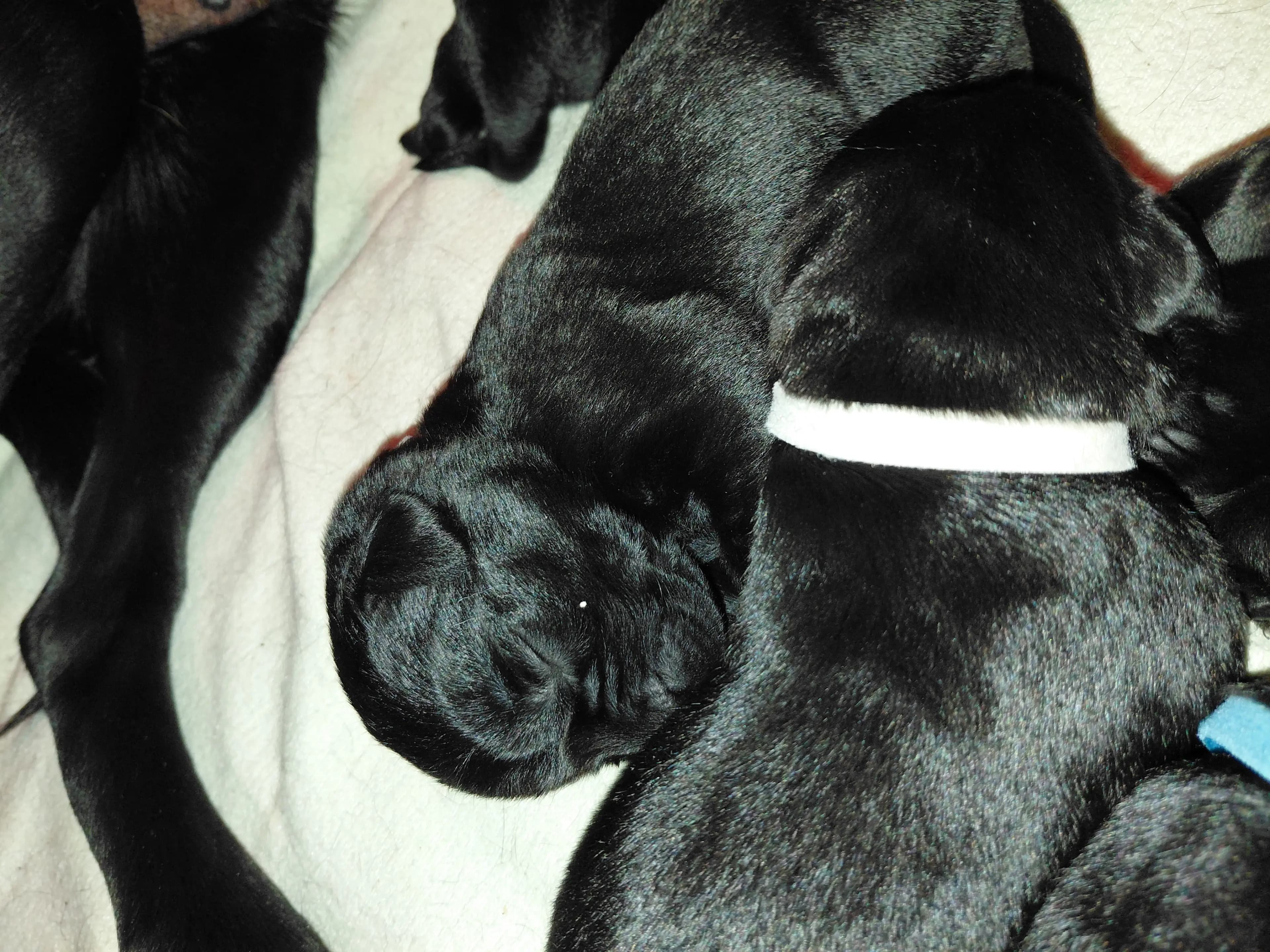 7 Valper - Labrador Retriever