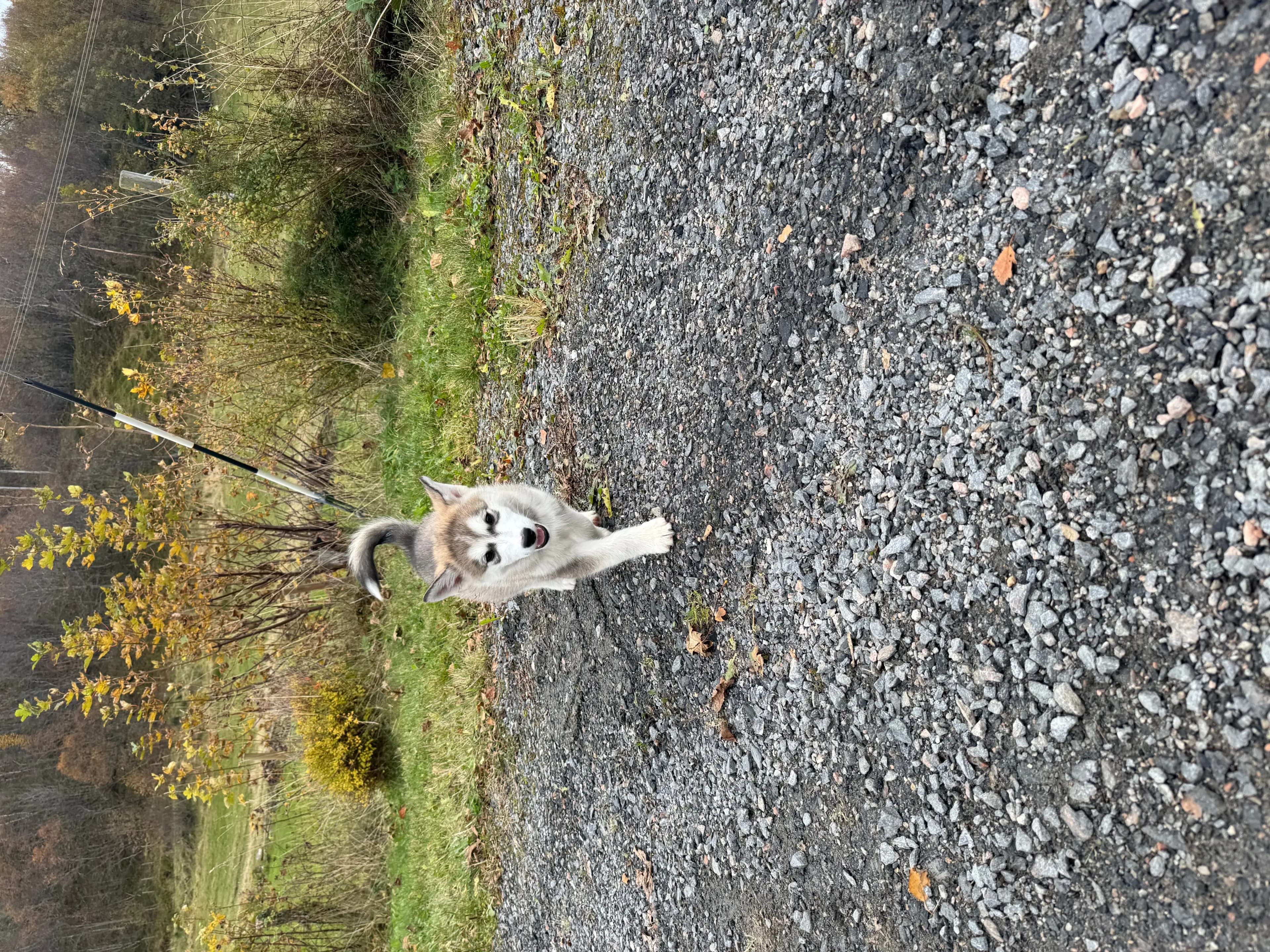 8 Valper - Alaskan Malamute