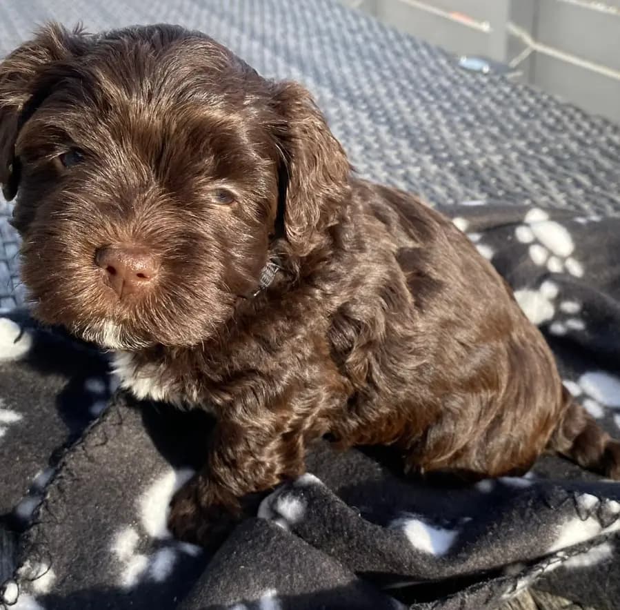 8 Valper - Bichon Havanais