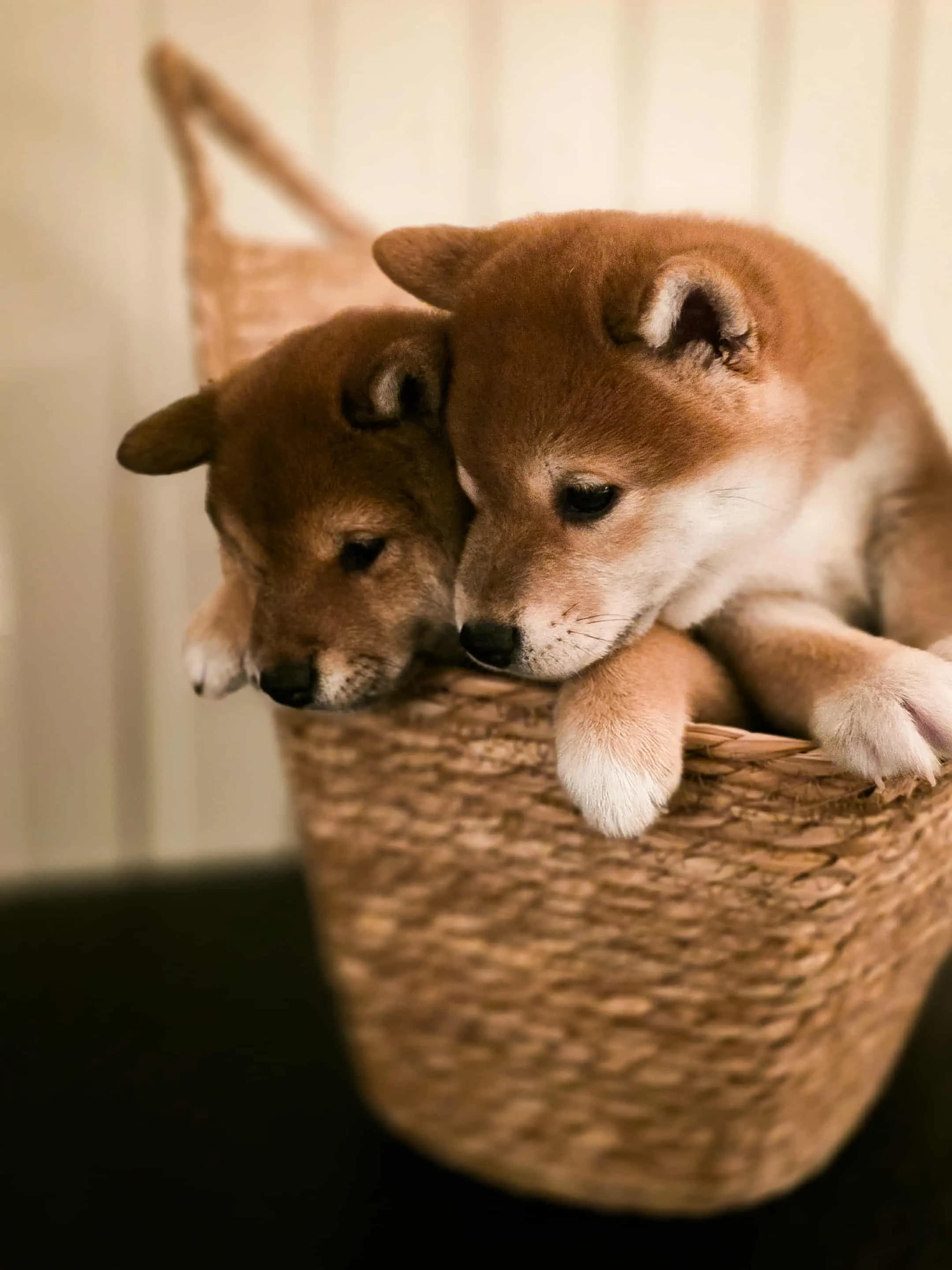 2 Valper - Shiba