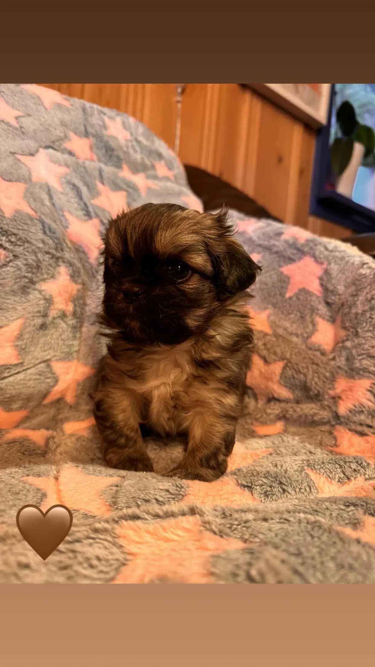 4 Valper - Tibetansk Spaniel