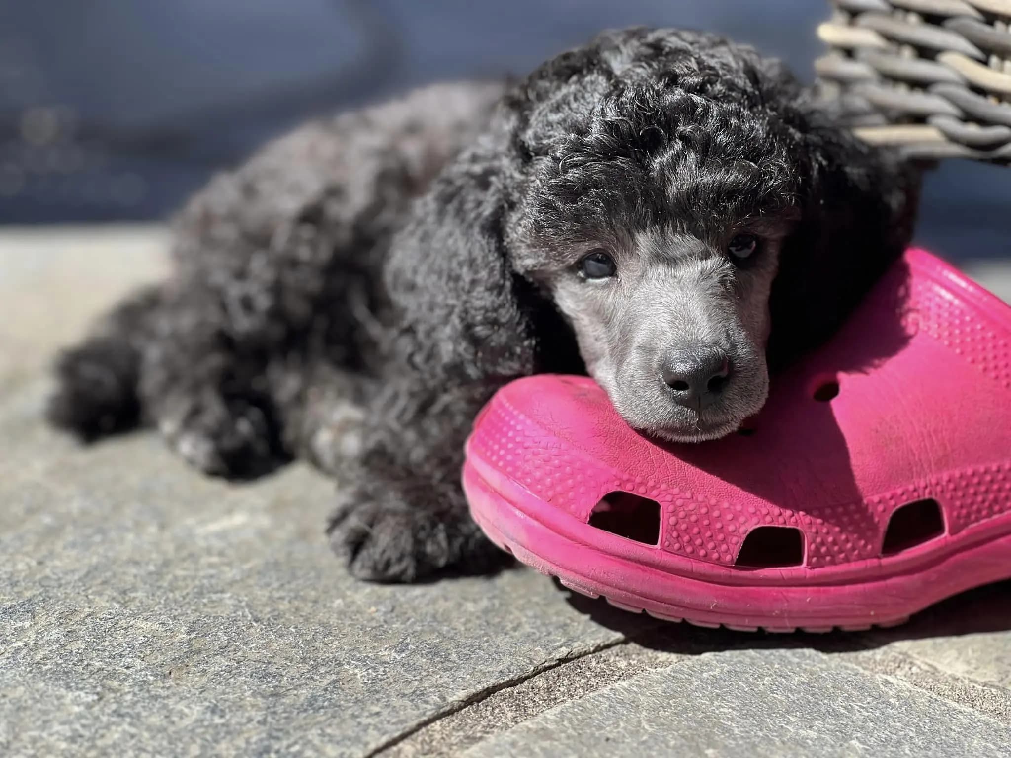 6 Valper - Mellompuddel