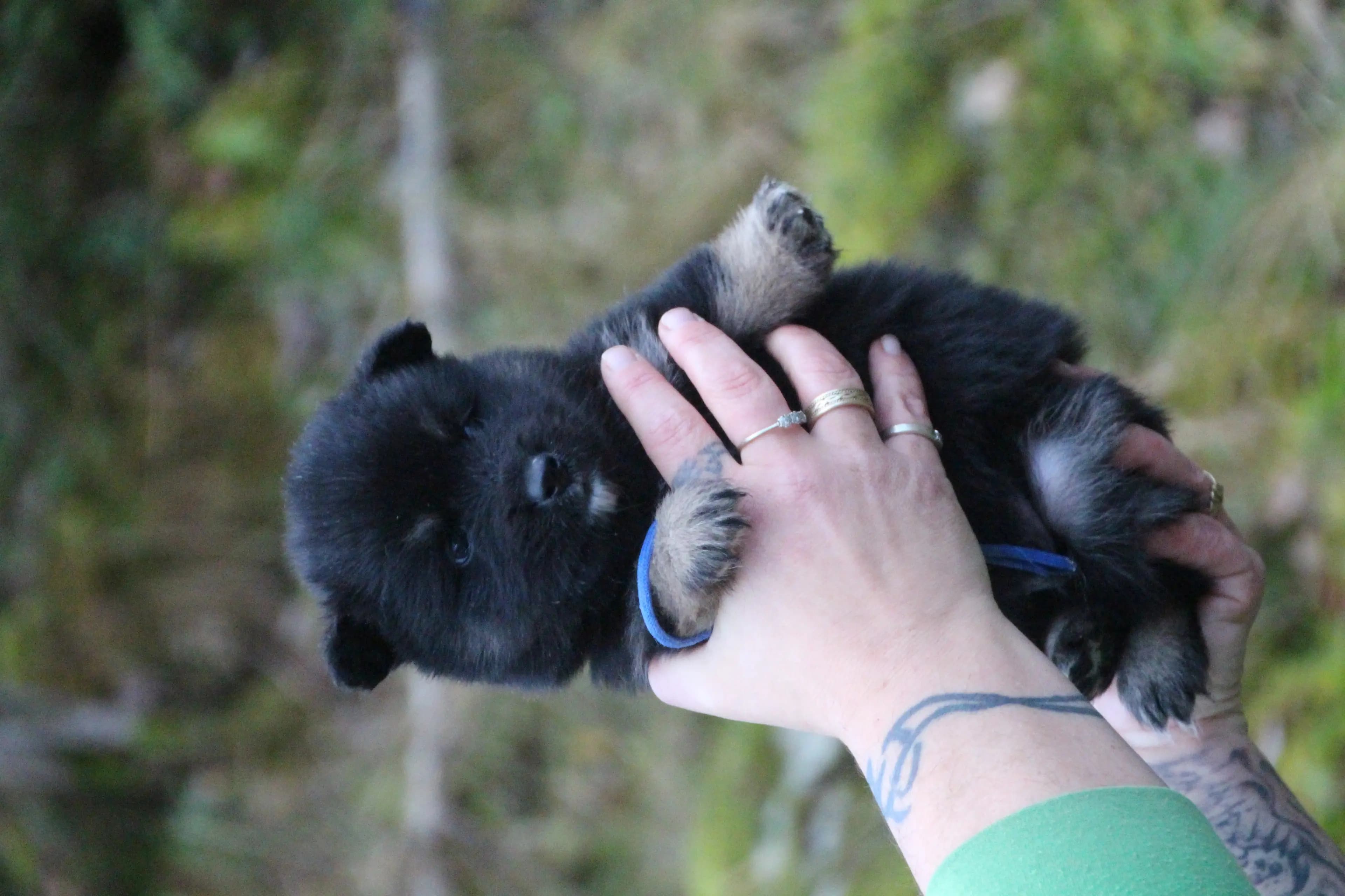 8 Valper - Finsk Lapphund
