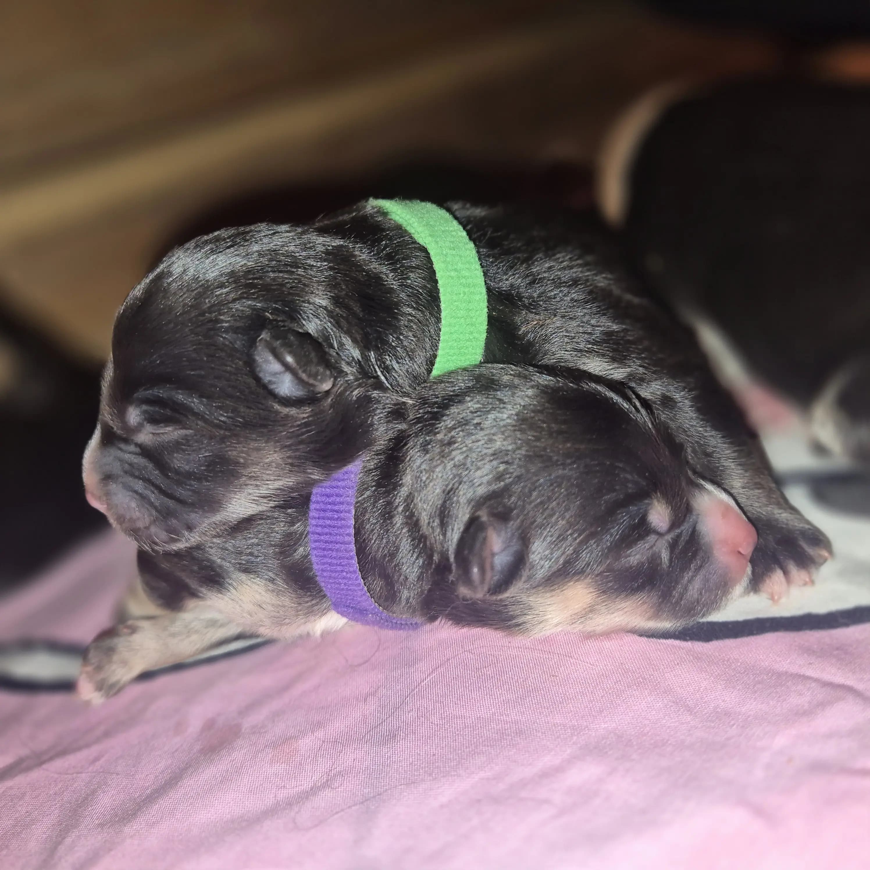 7 Valper - Finsk Lapphund