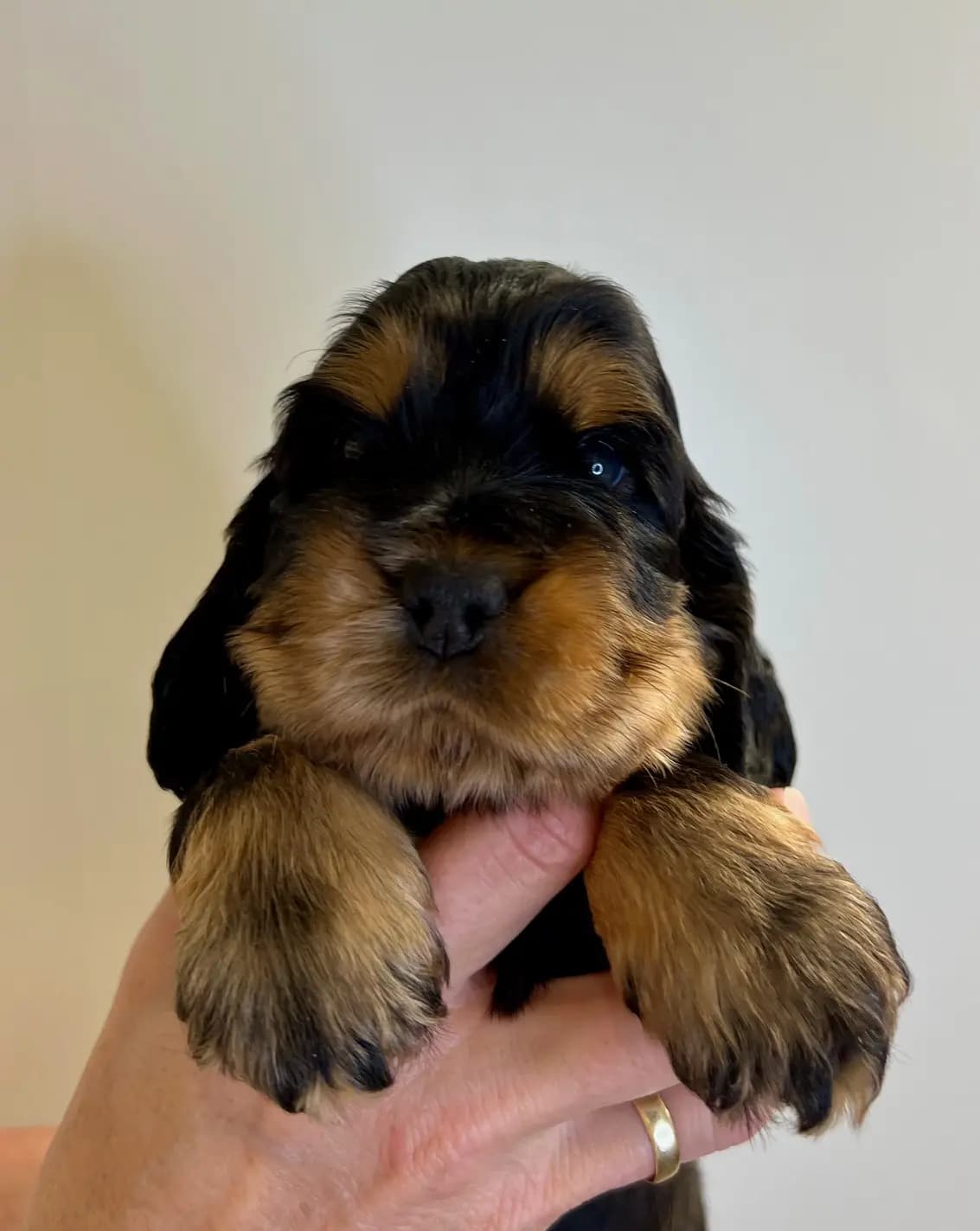 4 Valper - Cocker Spaniel