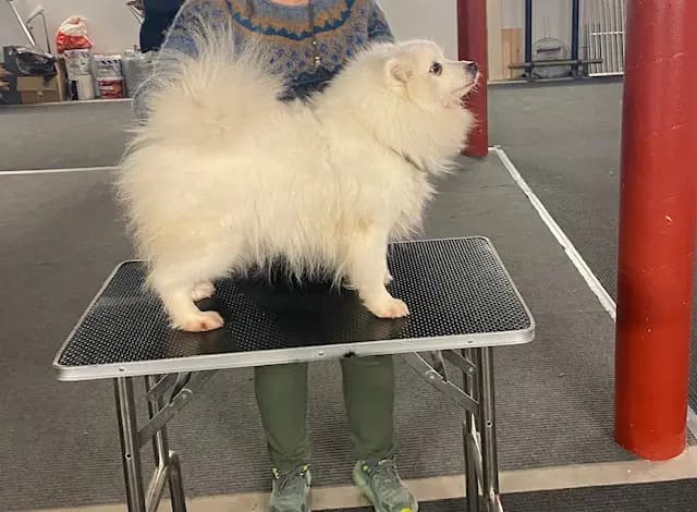 3 Valper - Japansk Spisshund