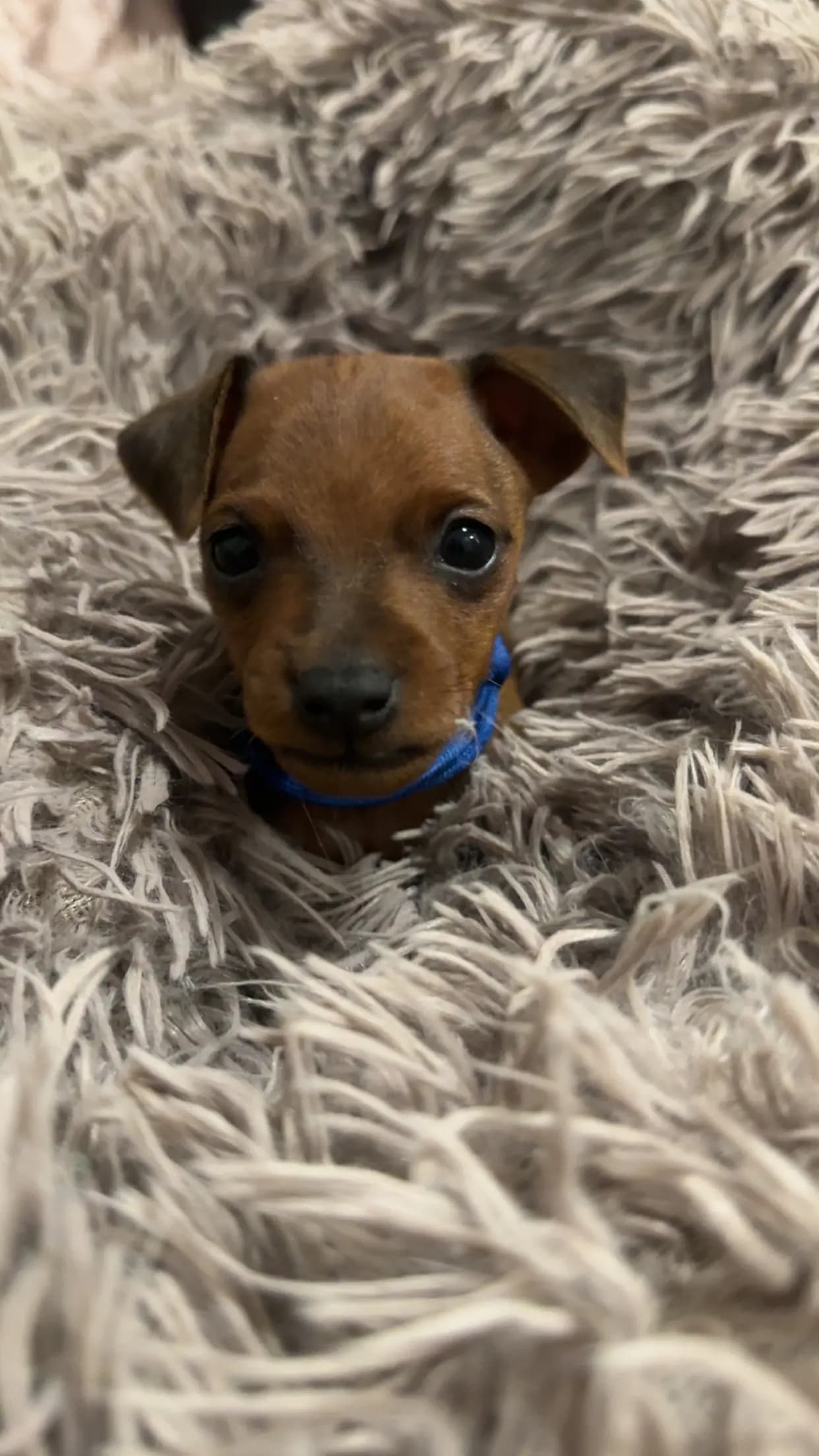 4 Valper - Dvergpinscher