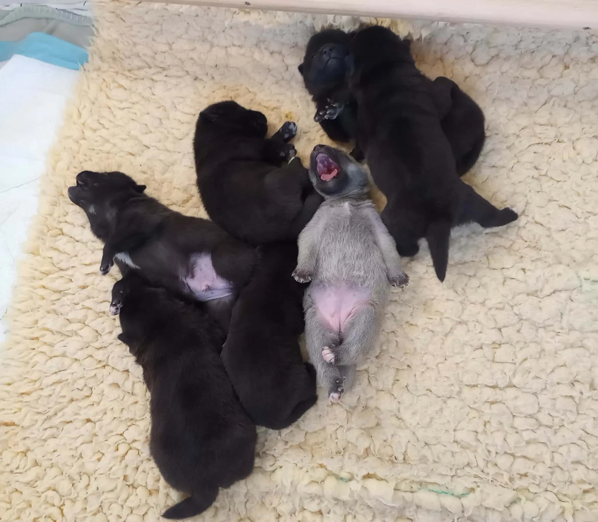 7 Valper - Norsk Buhund