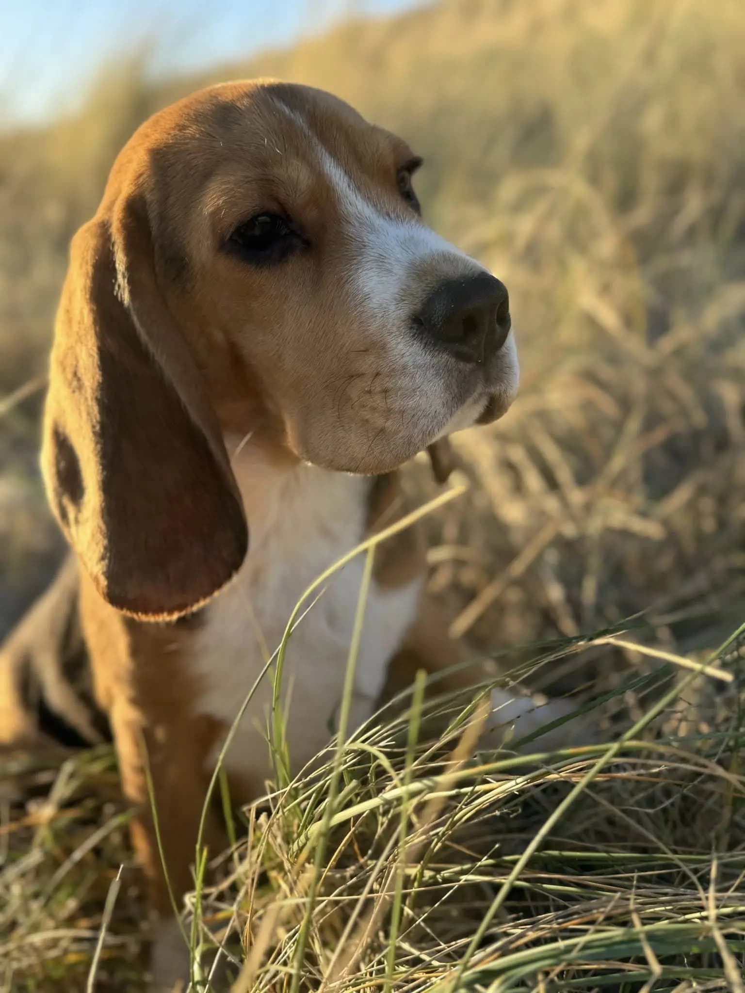 7 Valper - Beagle