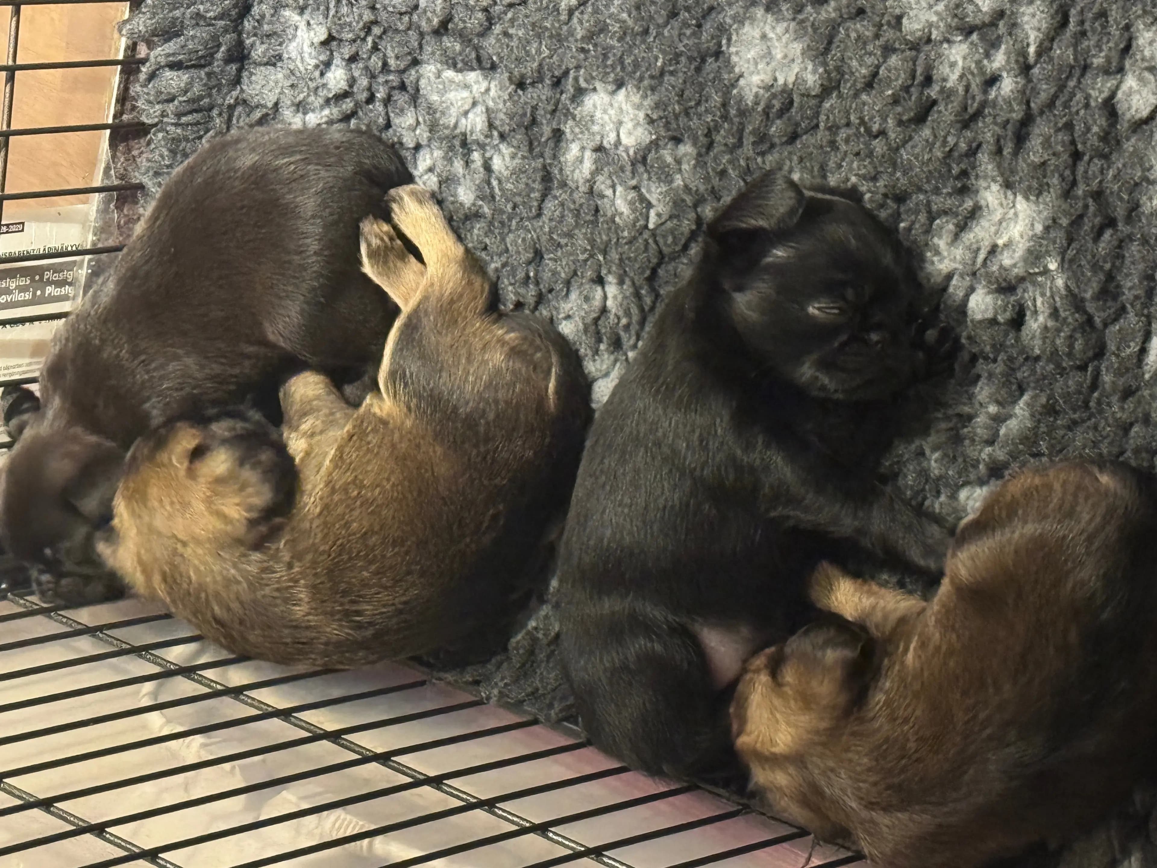 4 Valper - Griffon Bruxellois