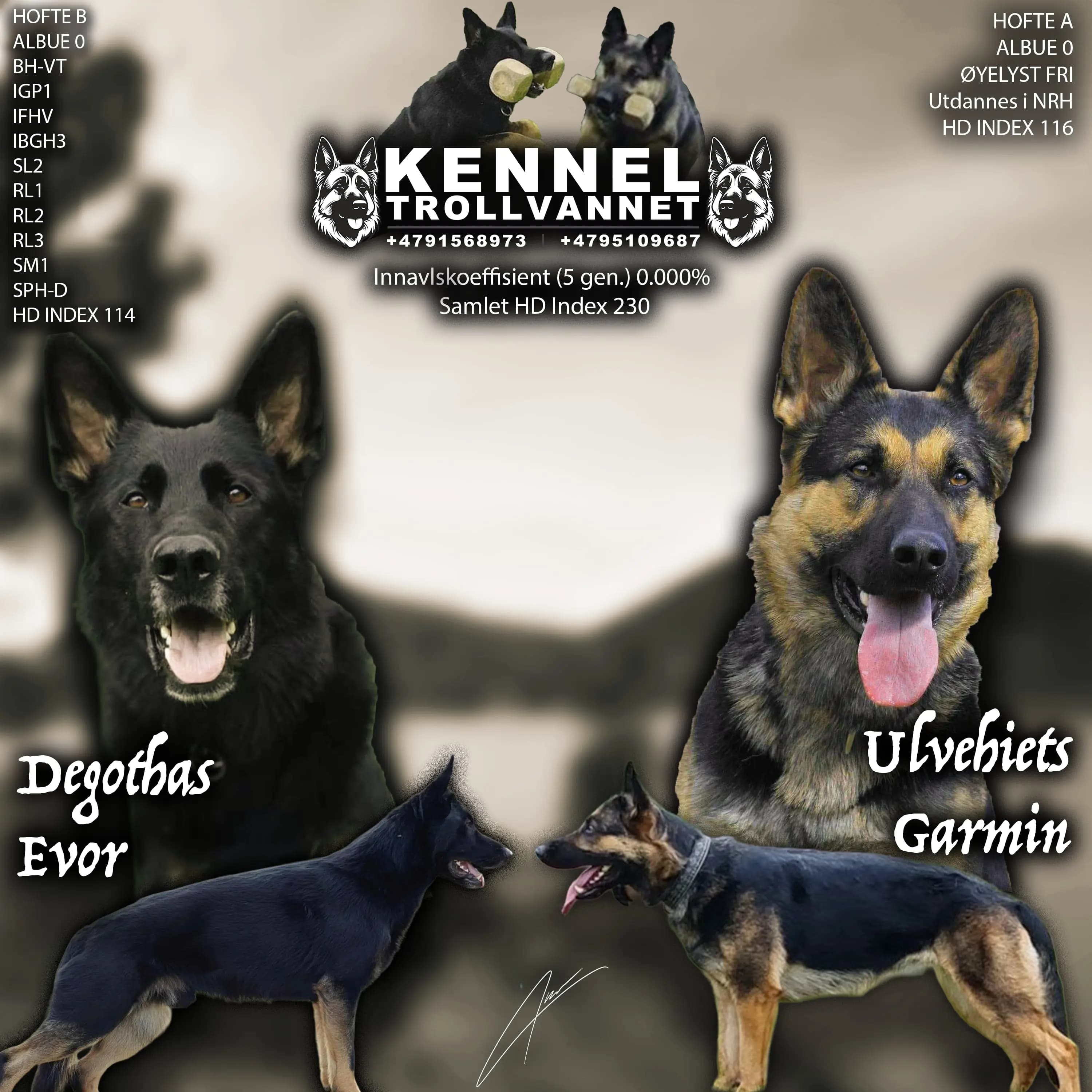 11 Valper - Schäferhund normalhår