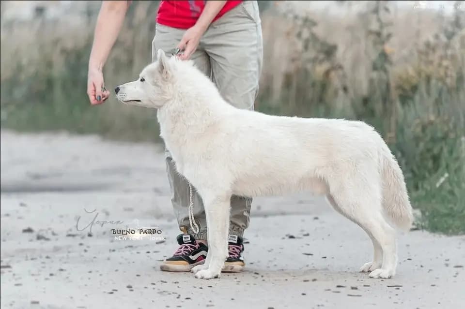8 Valper - Siberian Husky