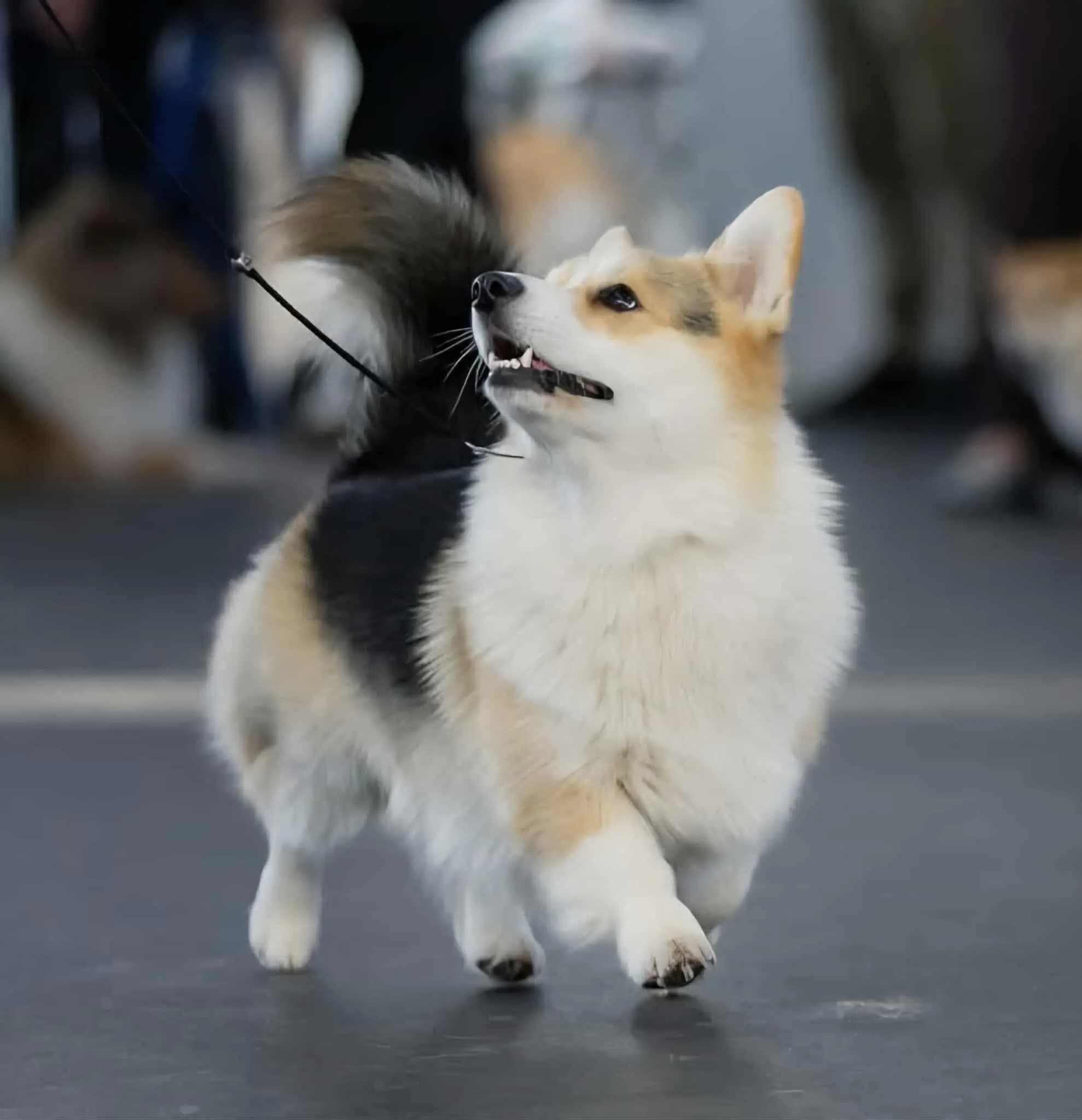 6 Valper - Welsh Corgi Pembroke