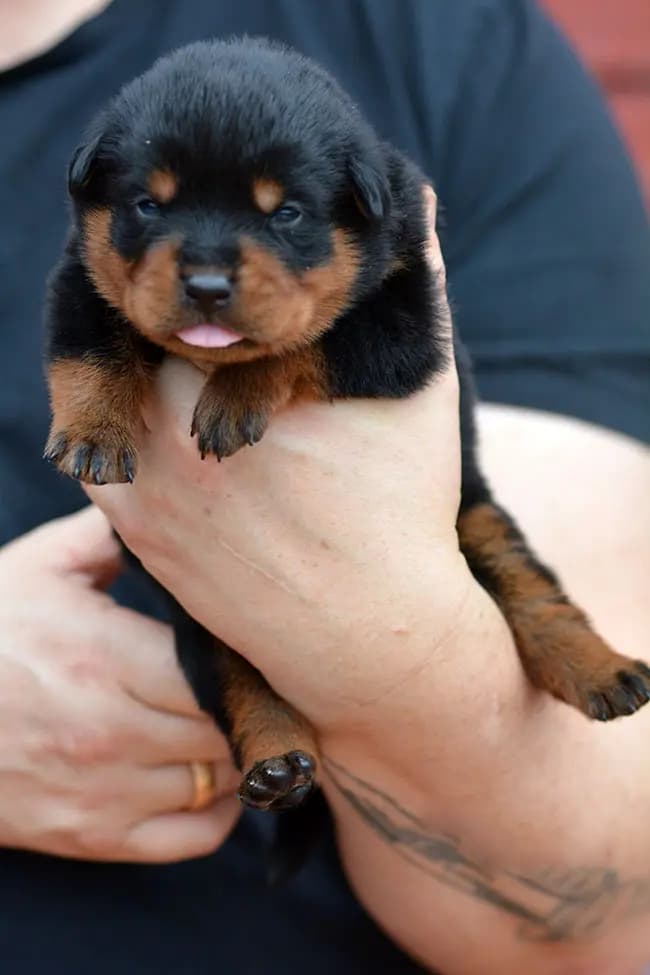 4 Valper - Rottweiler