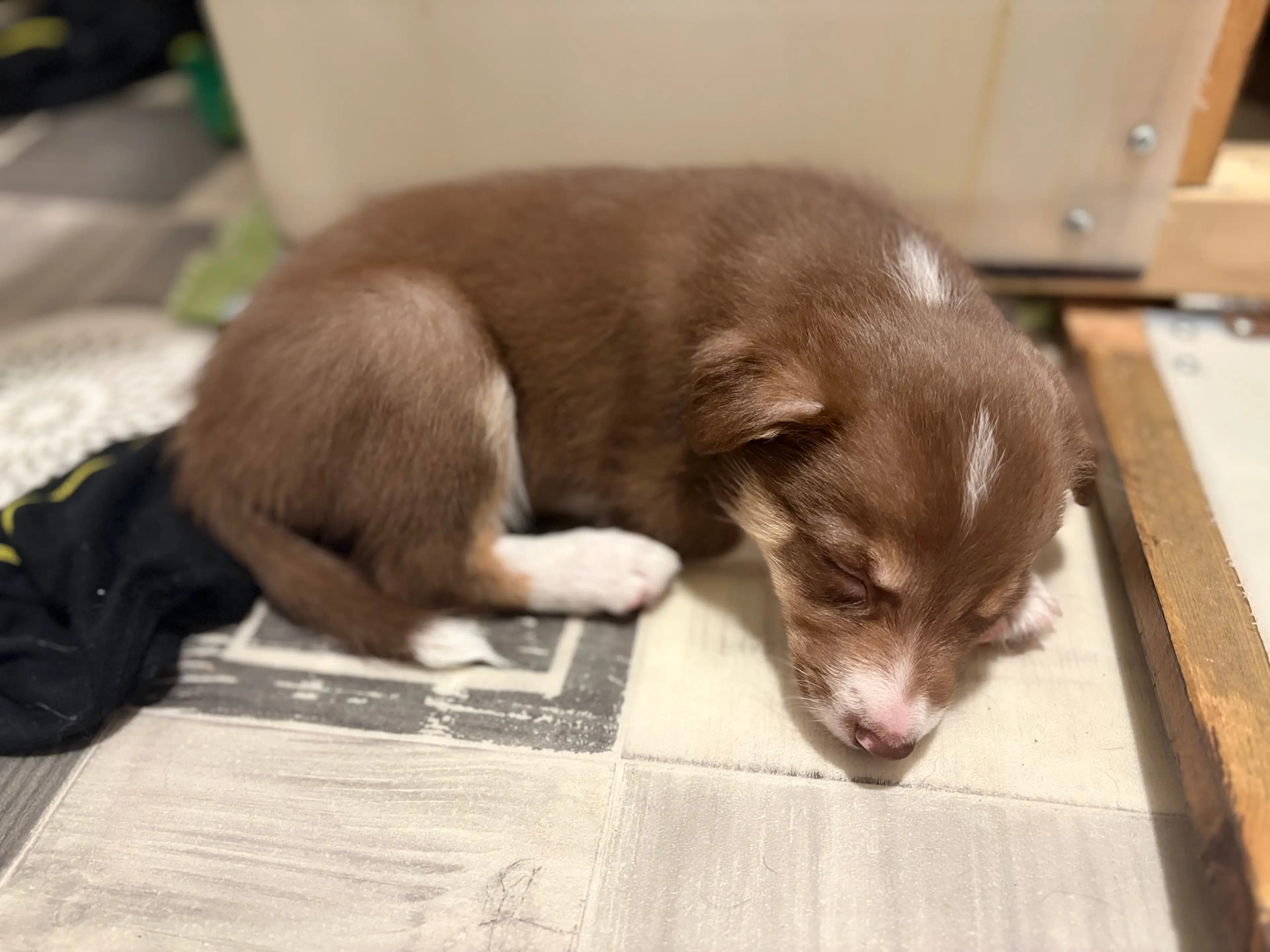 8 Valper - Border Collie