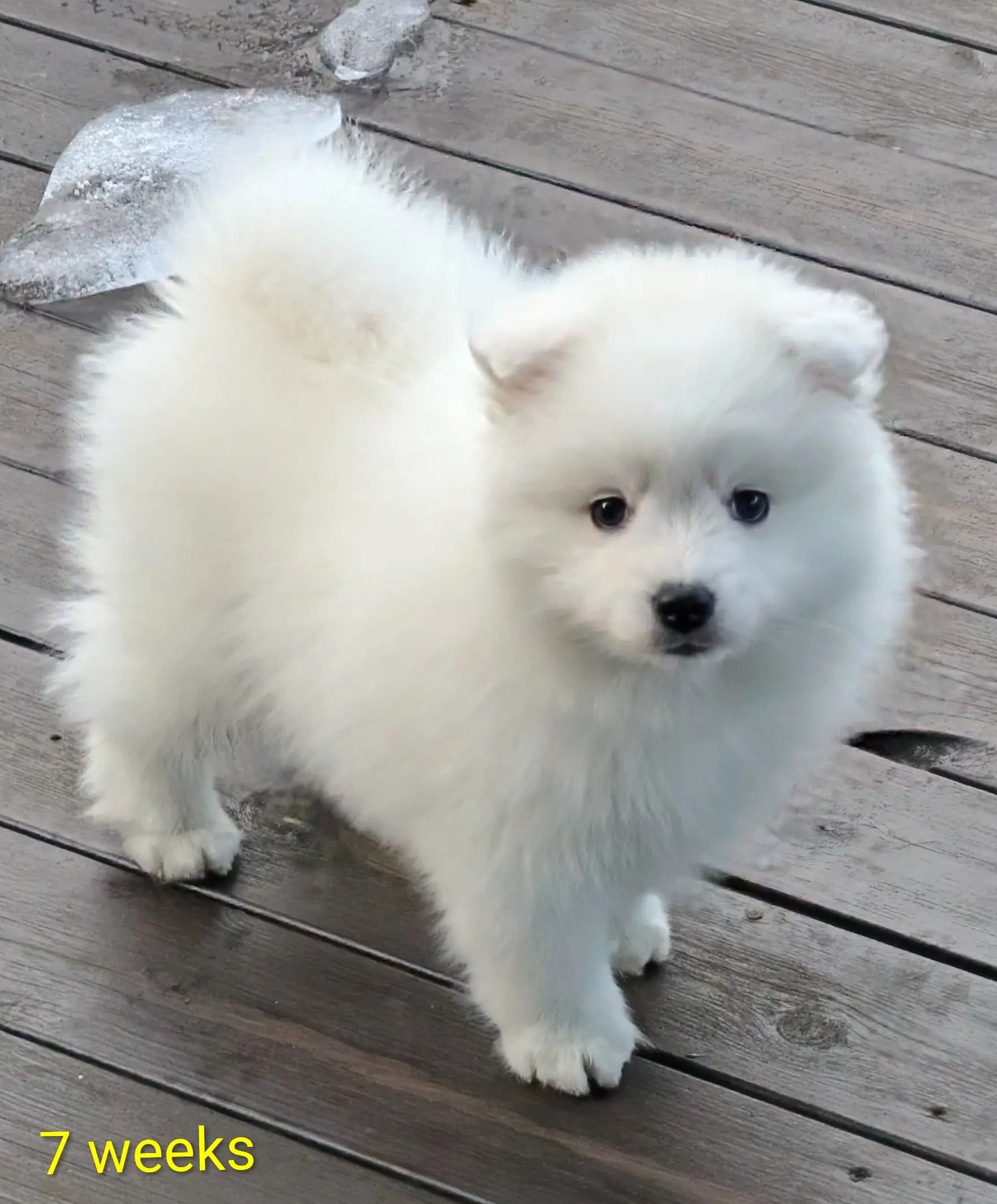 3 Valper - Japansk Spisshund