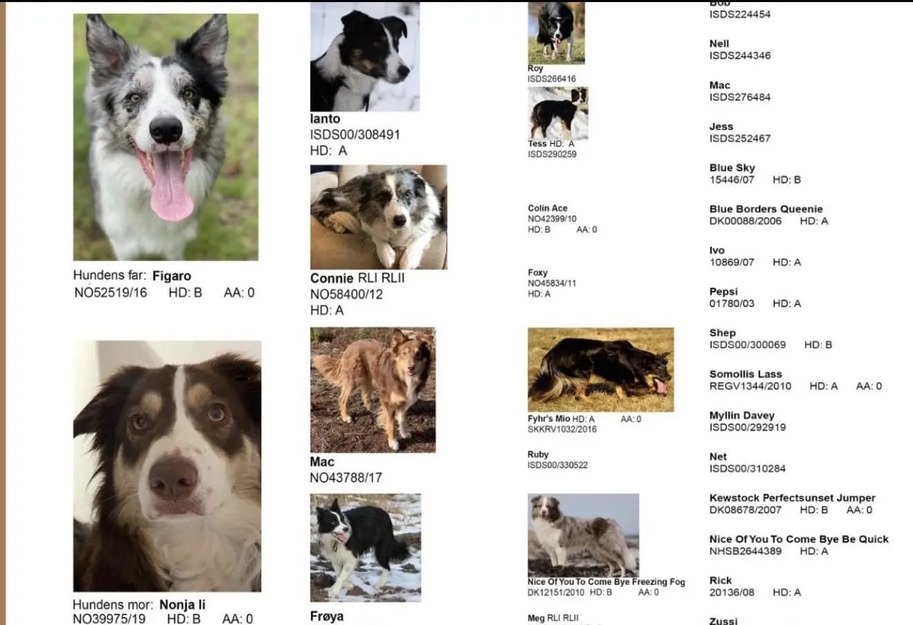 7 Valper - Border Collie