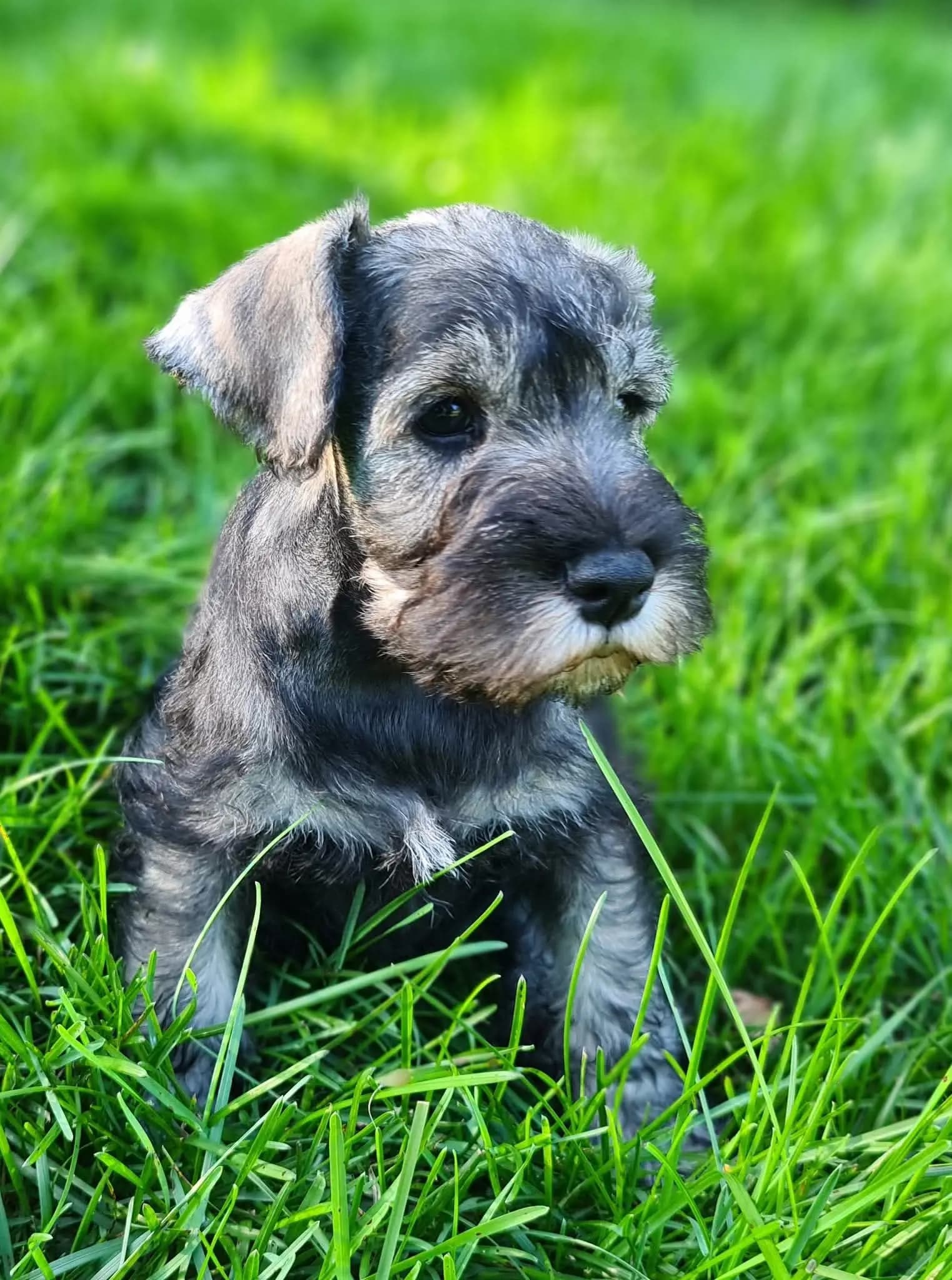 6 Valper - Dvergschnauzer Salt/pepper