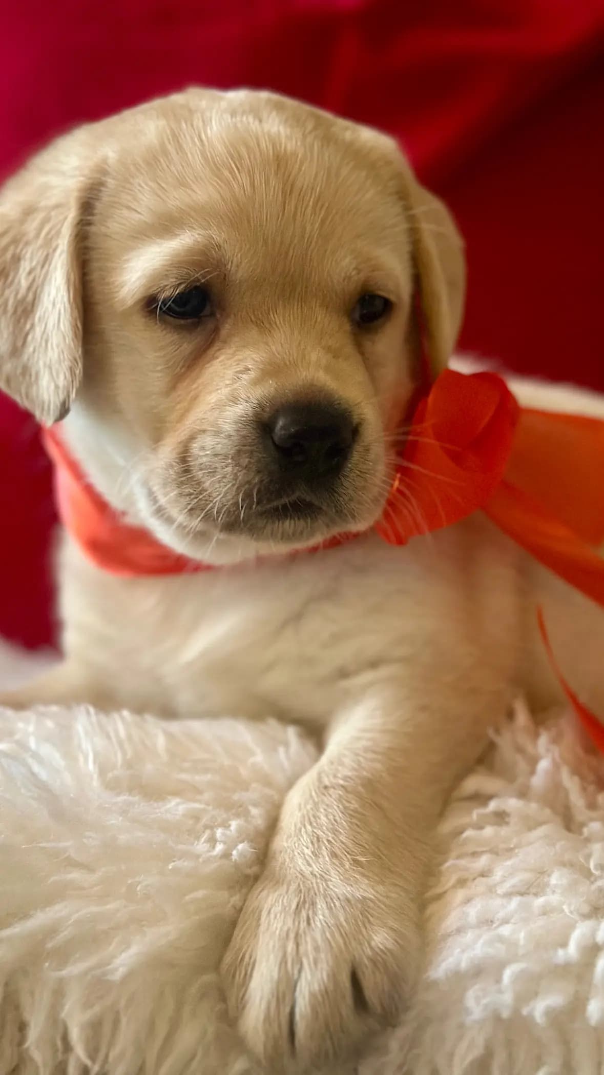 7 Valper - Labrador Retriever