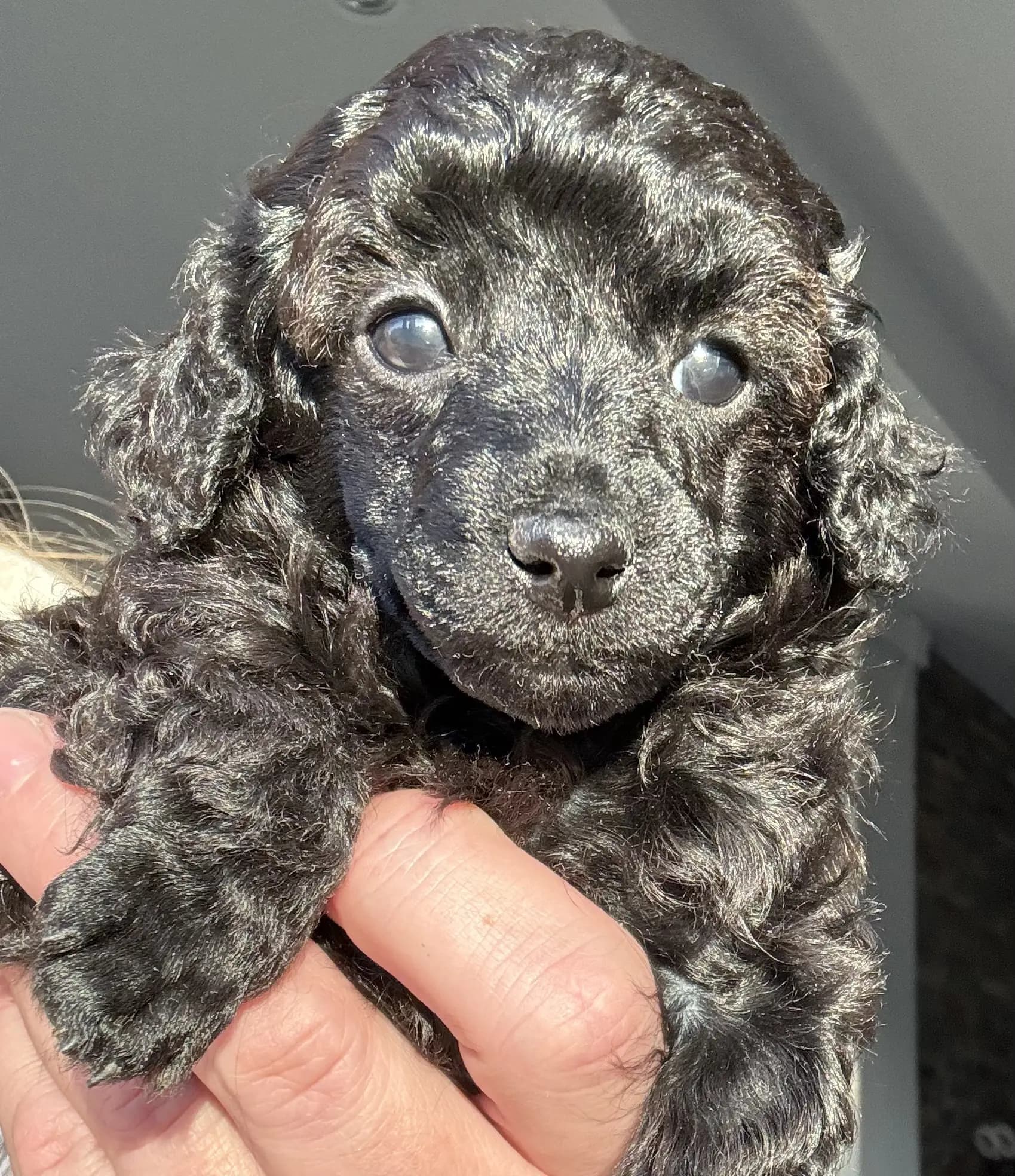 6 Valper - Dvergpuddel