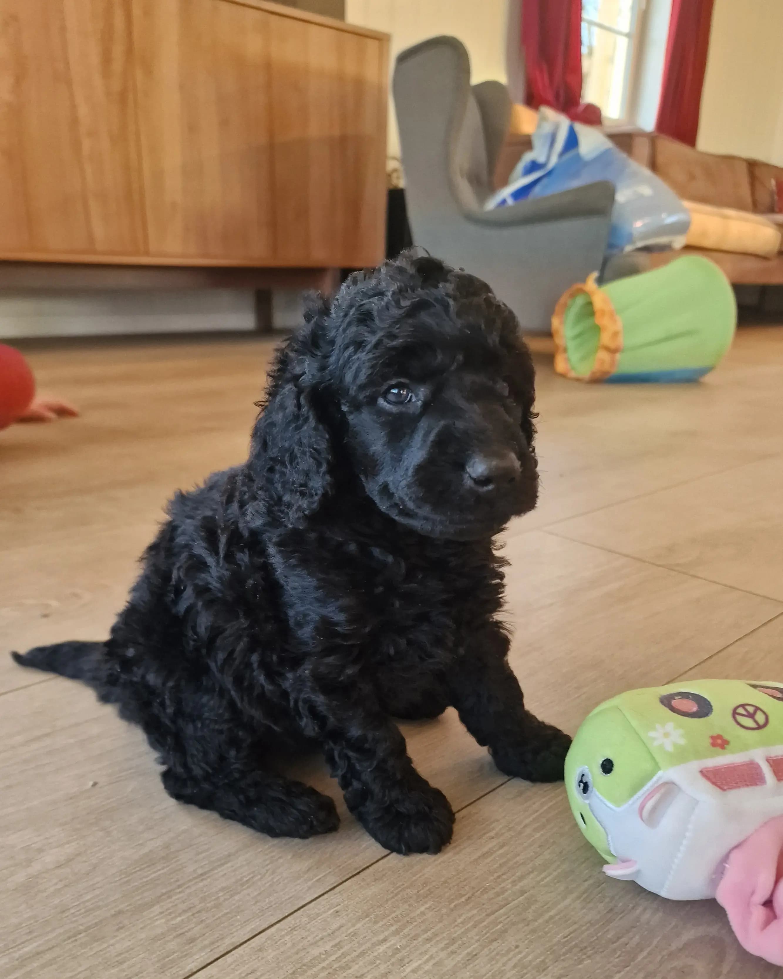 5 Valper - Mellompuddel