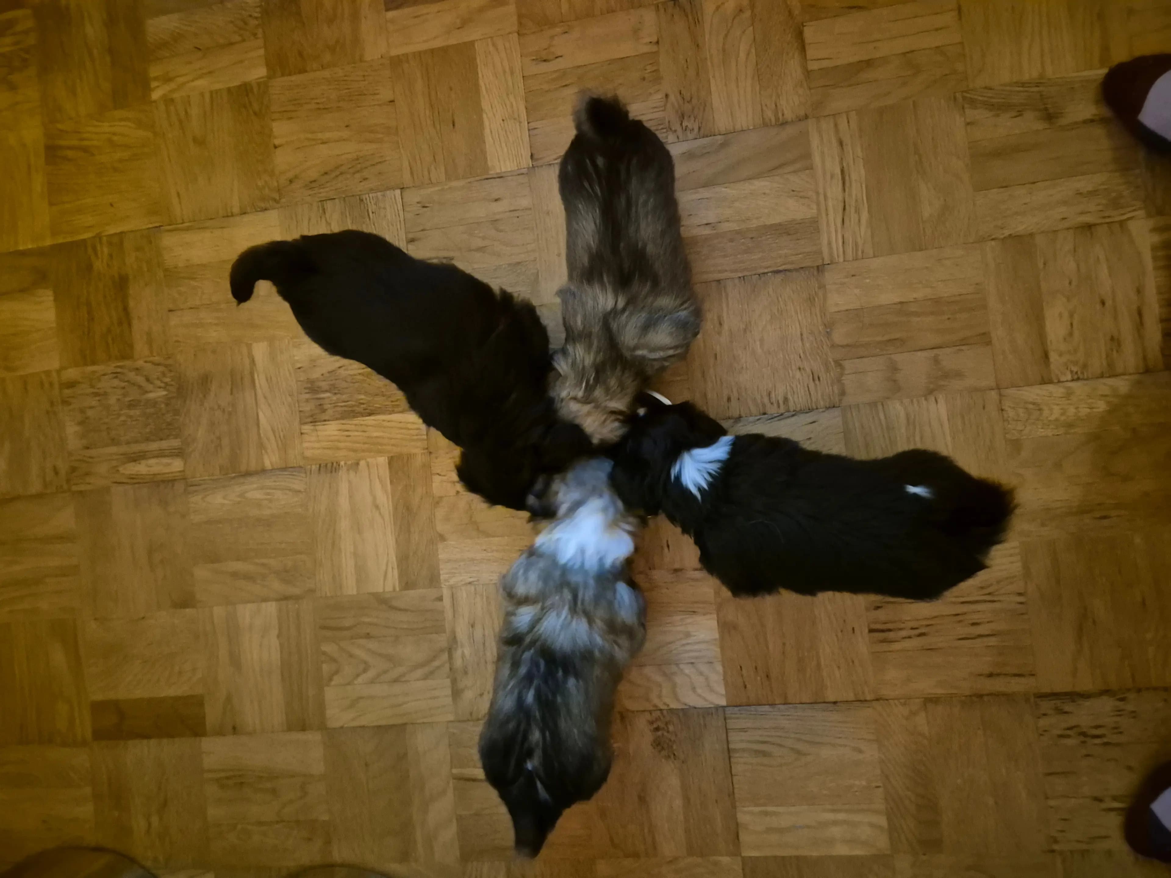 4 Valper - Tibetansk Spaniel