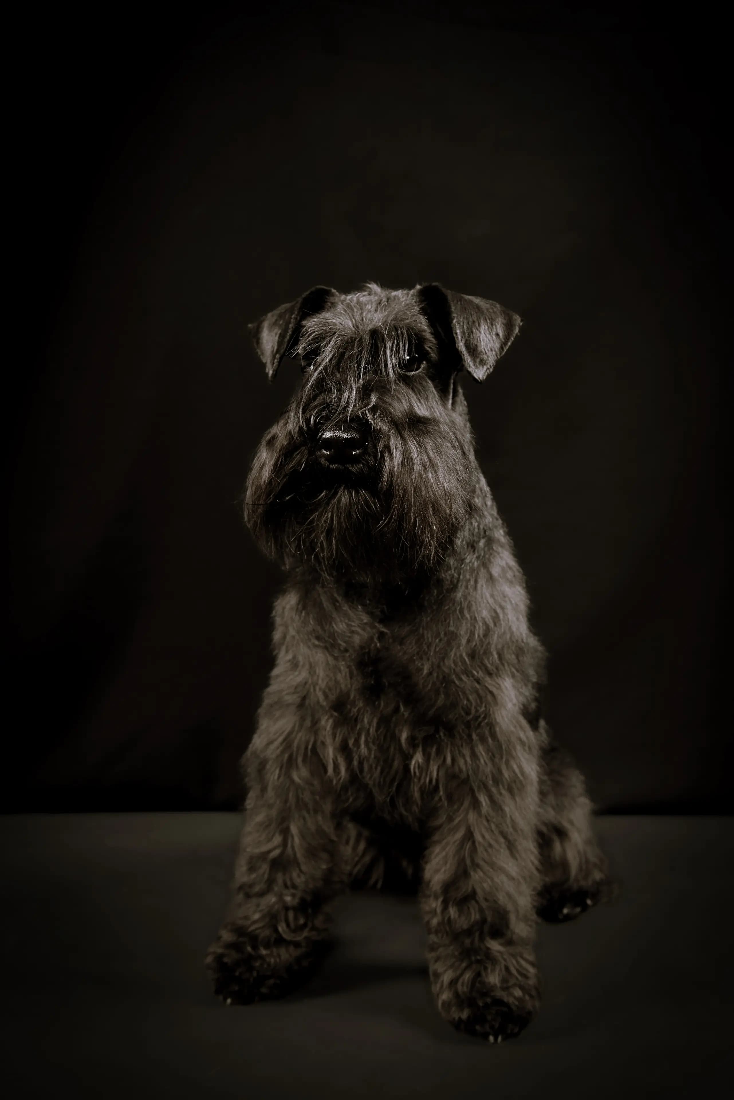 4 Valper - Dvergschnauzer Sort/silver