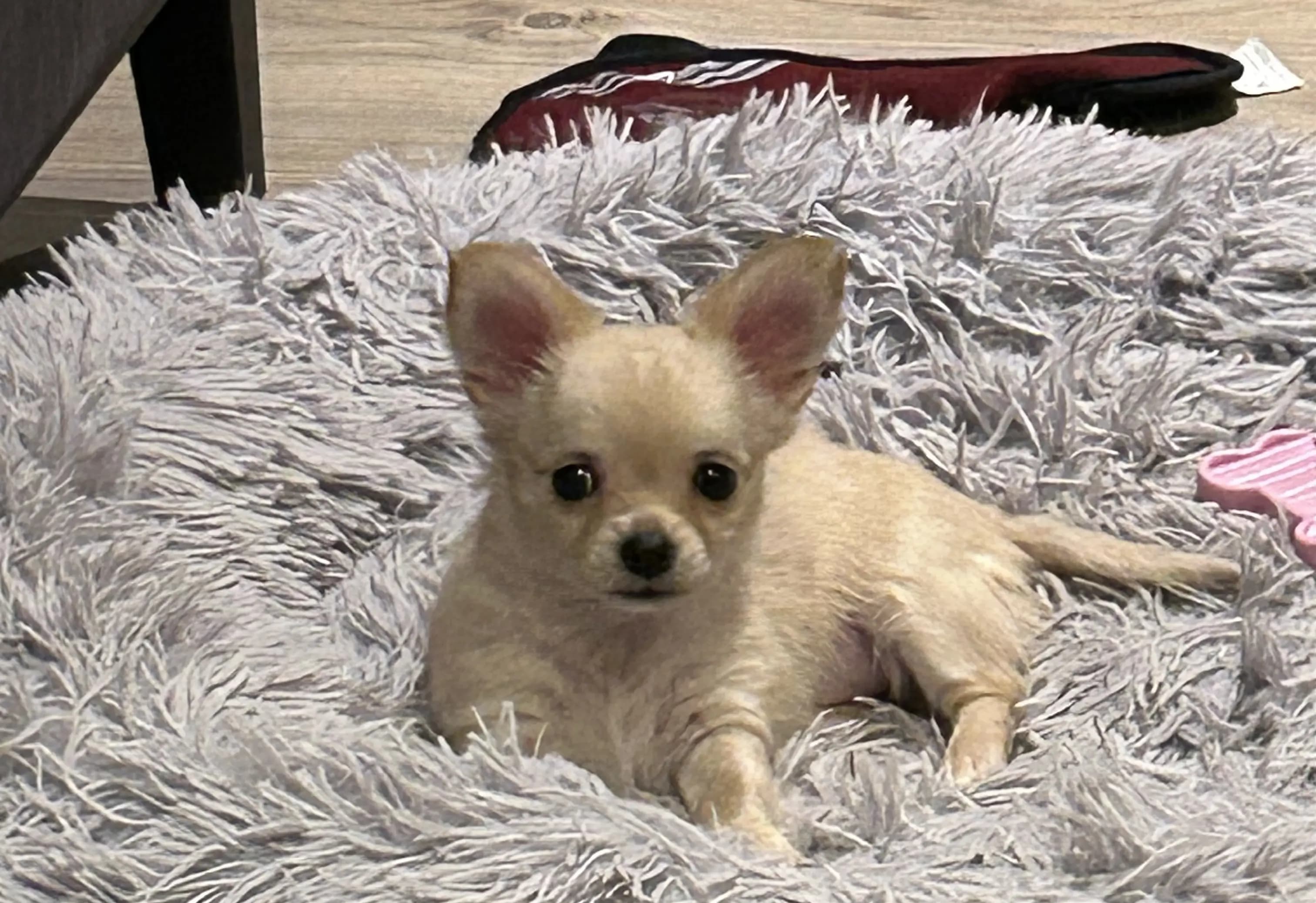 5 Valper - Chihuahua Korthåret