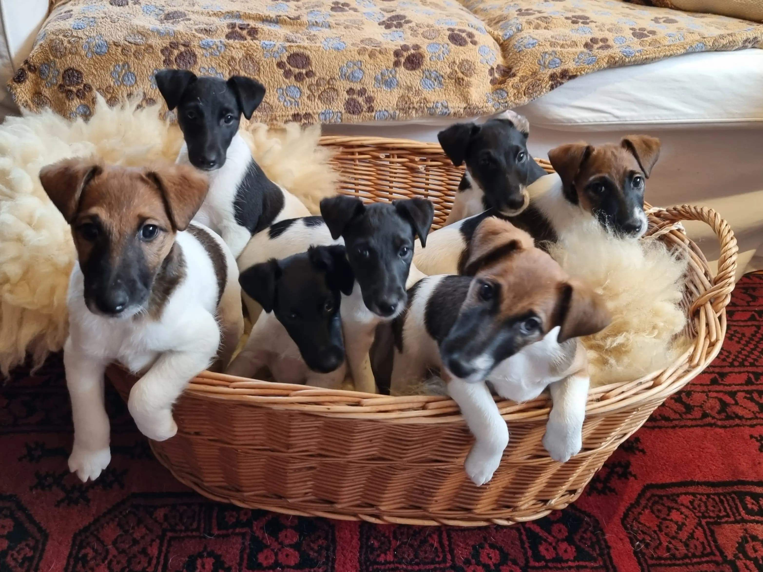 7 Valper - Fox Terrier Glatthåret