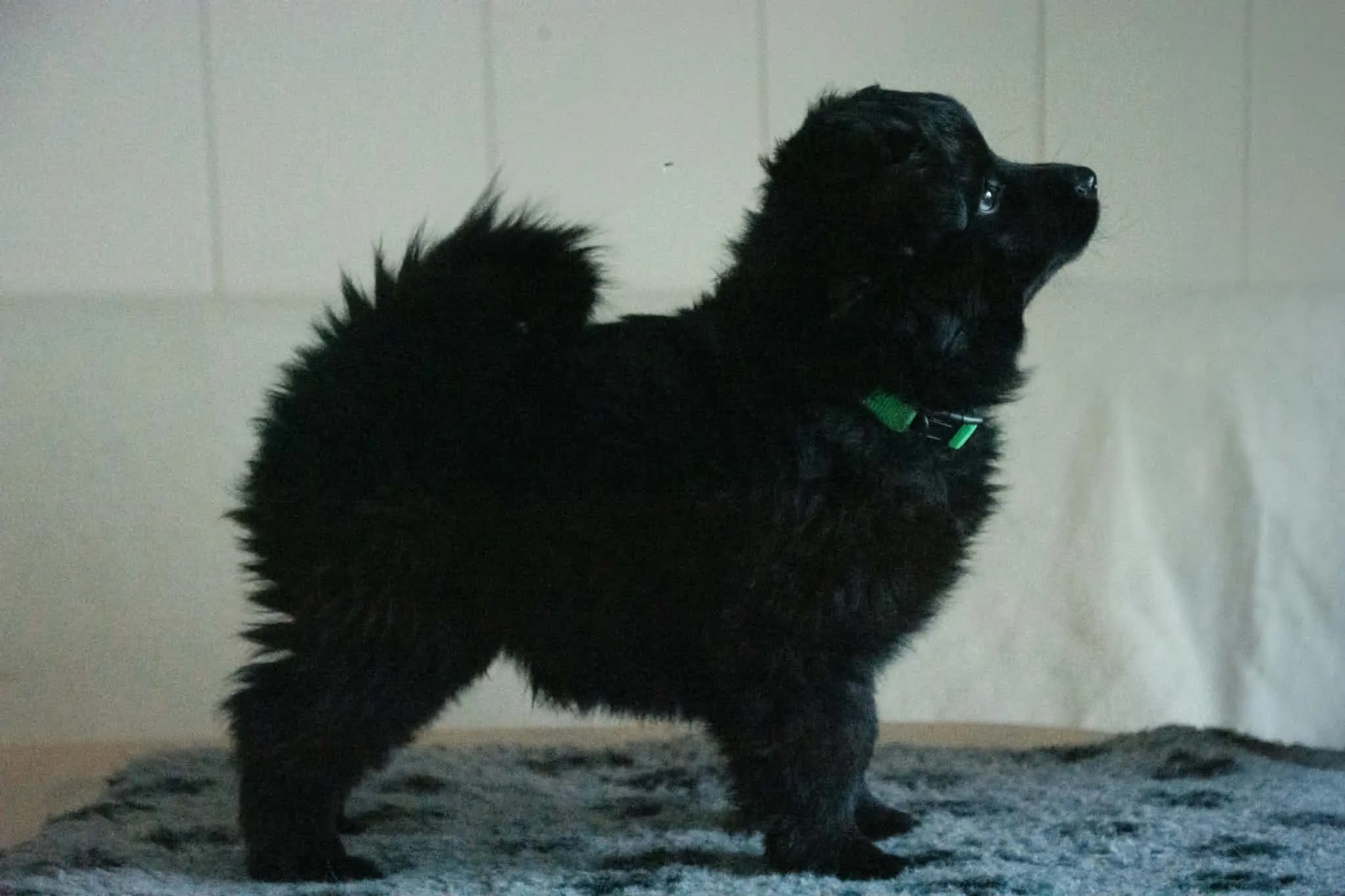 2 Valper - Svensk Lapphund