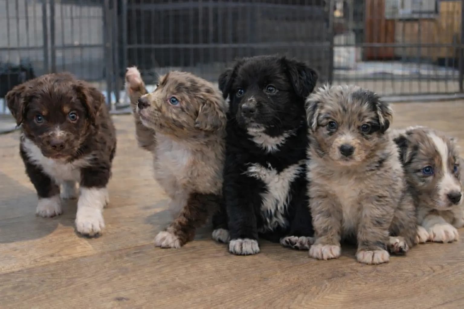 5 Valper - Australian Shepherd
