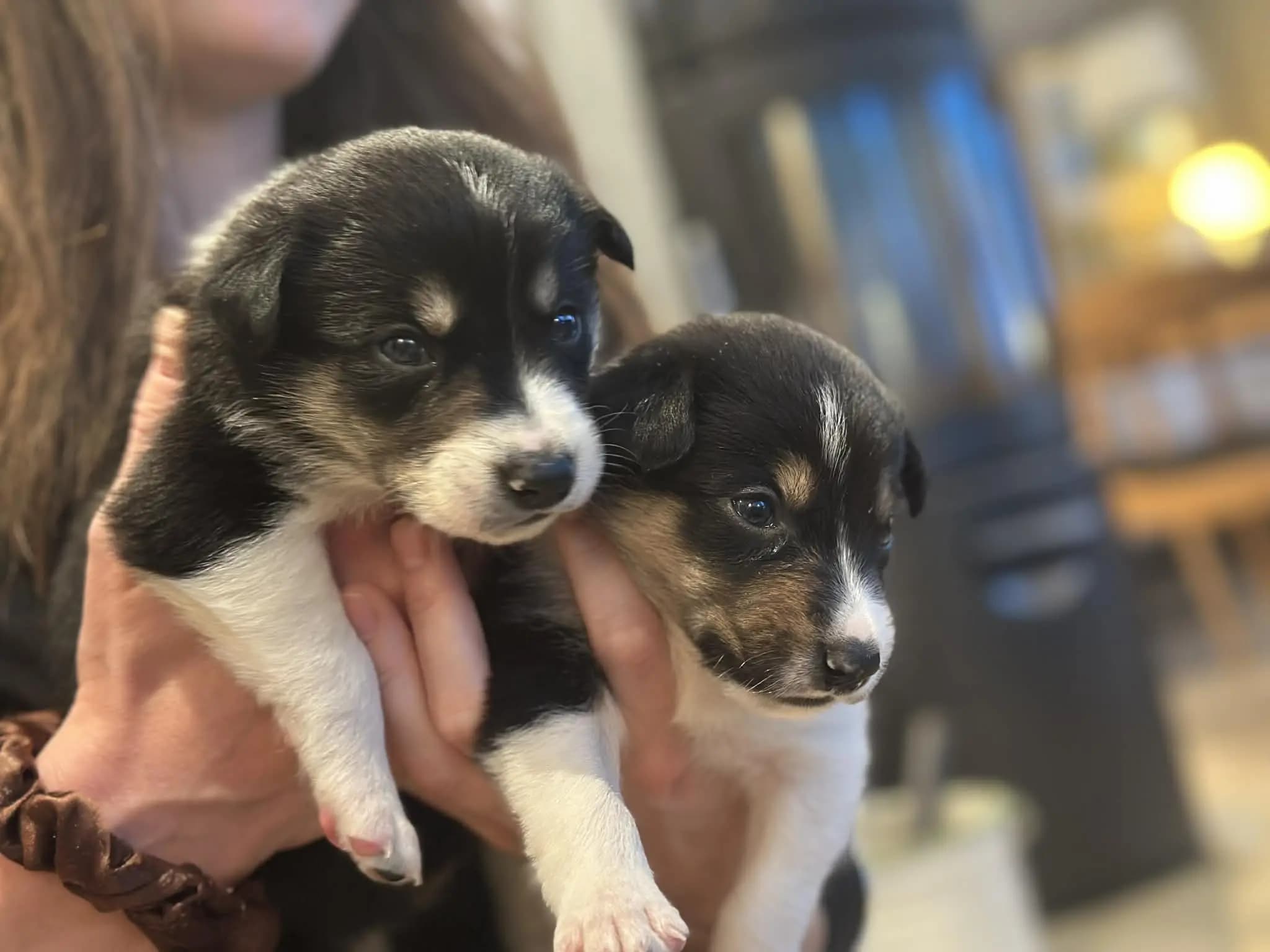 9 Valper - Border Collie