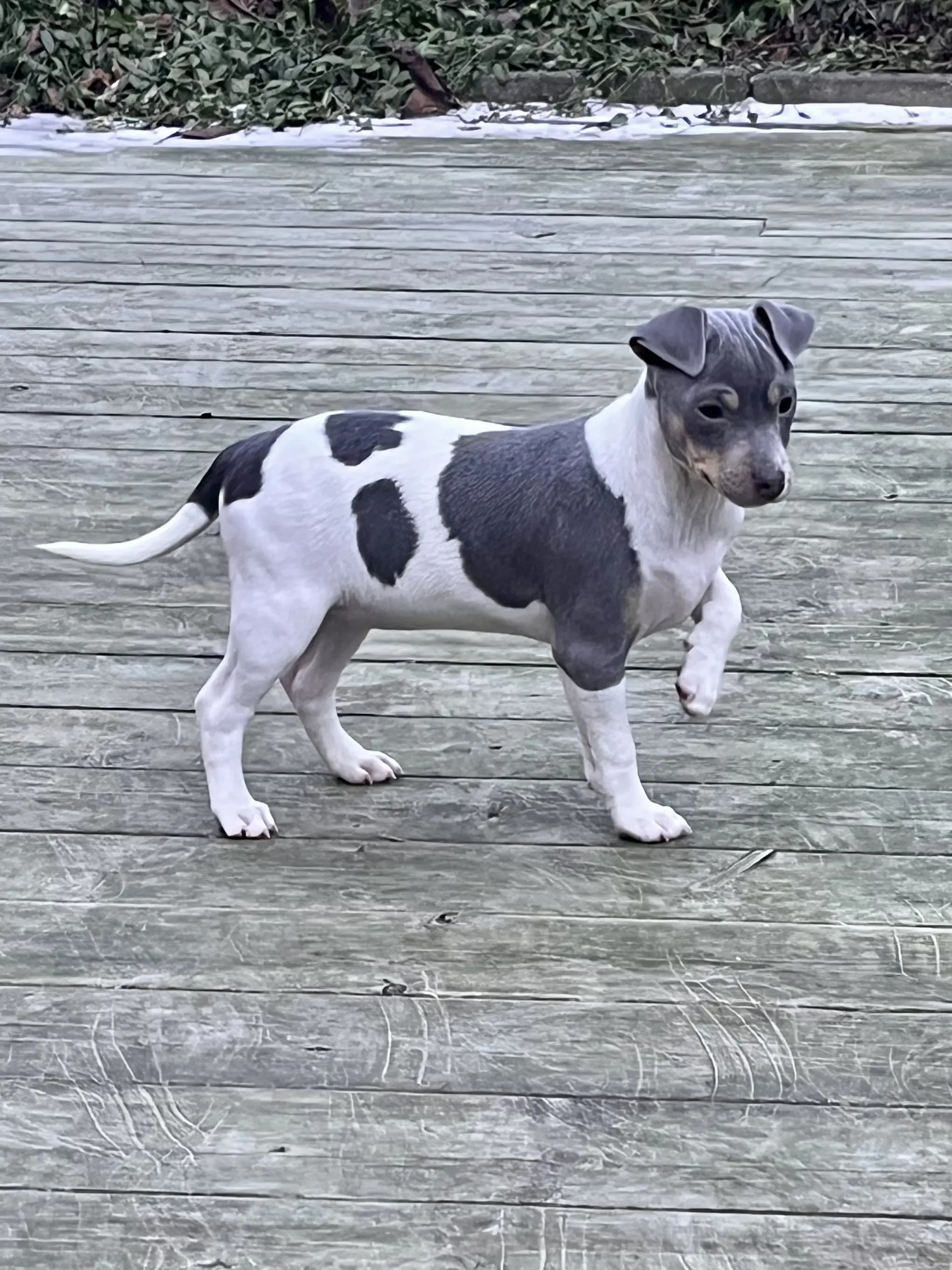 6 Valper - Terrier Brasileiro