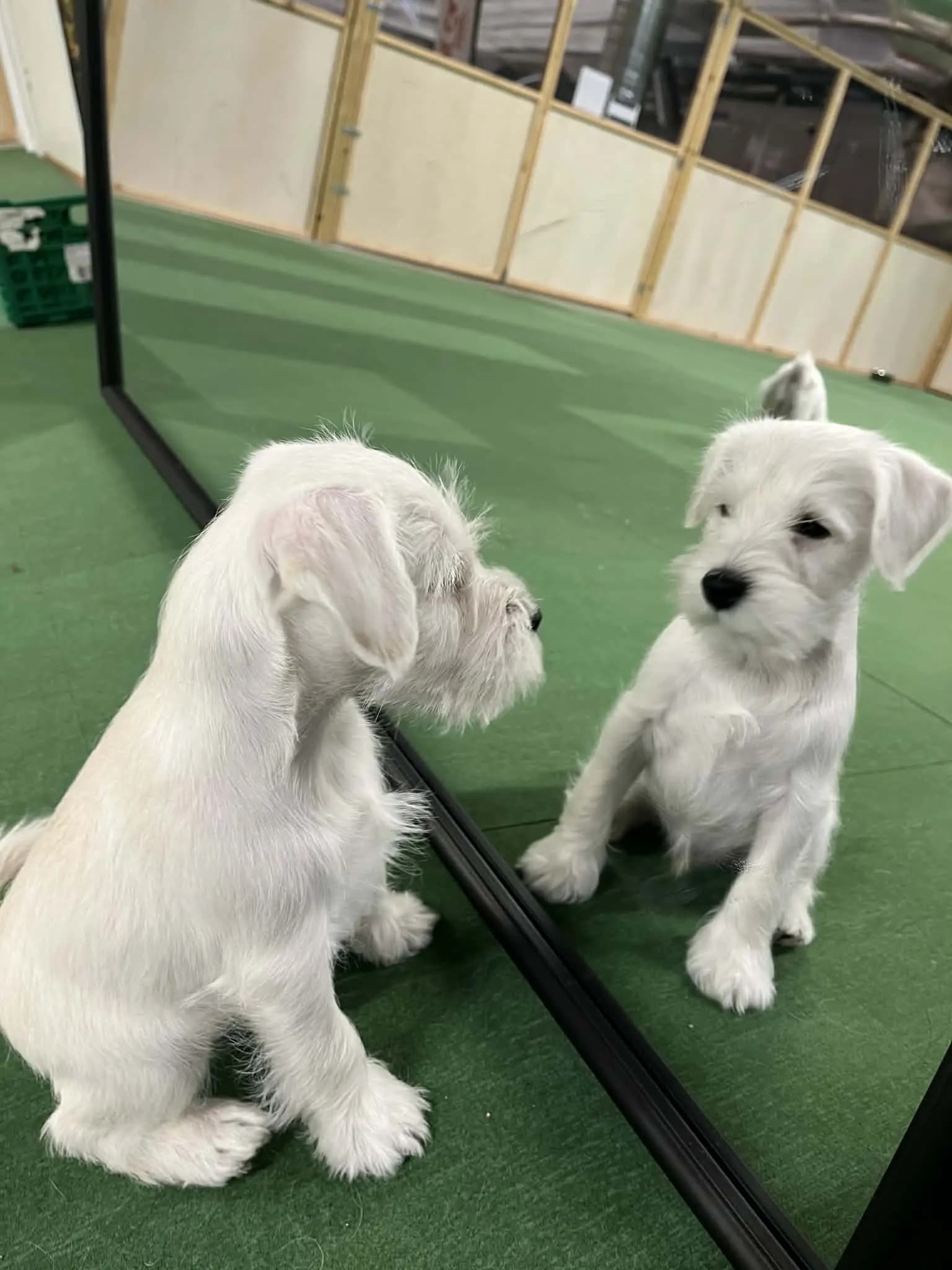 7 Valper - Dvergschnauzer Hvit