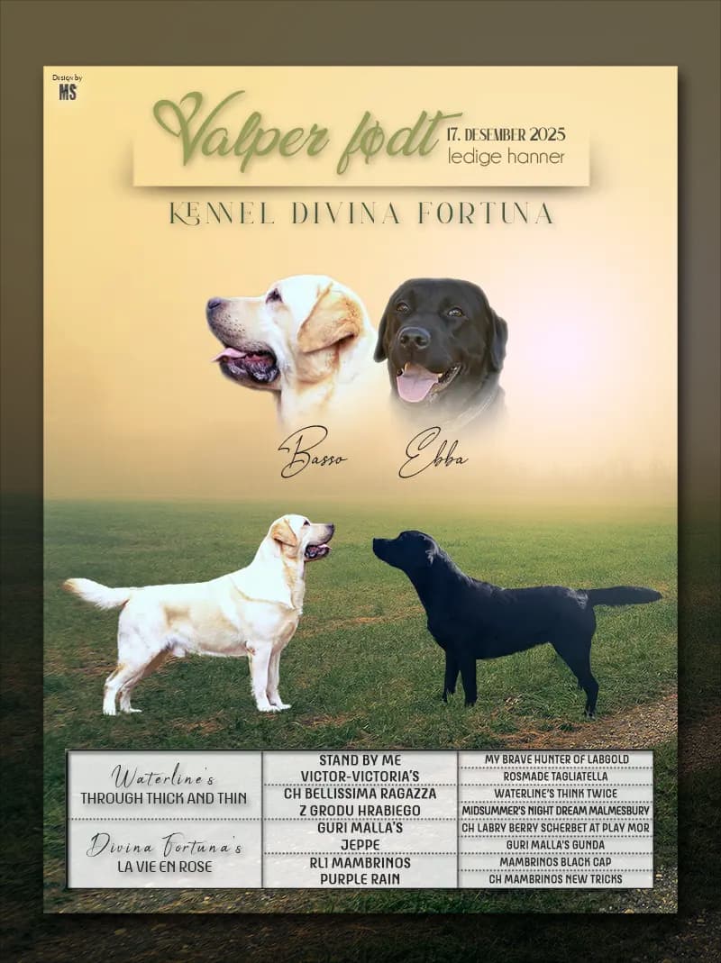 7 Valper - Labrador Retriever
